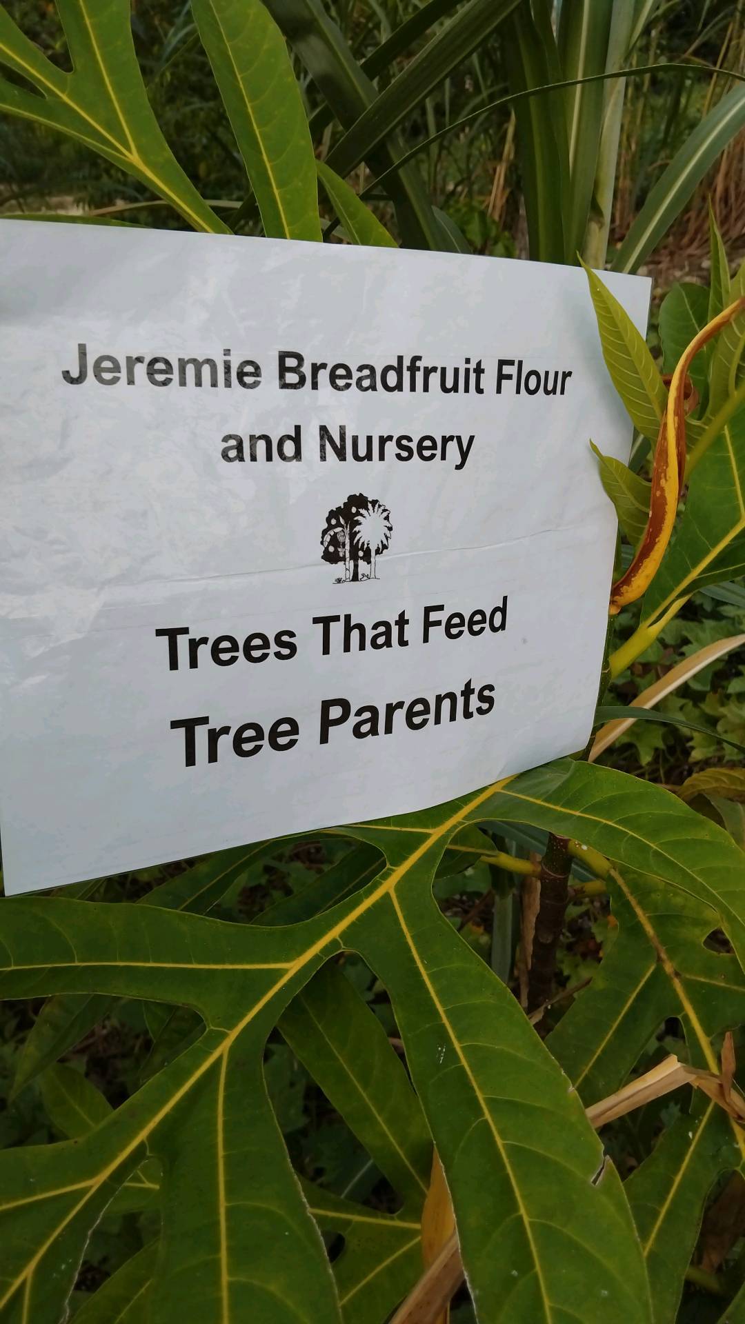 tree