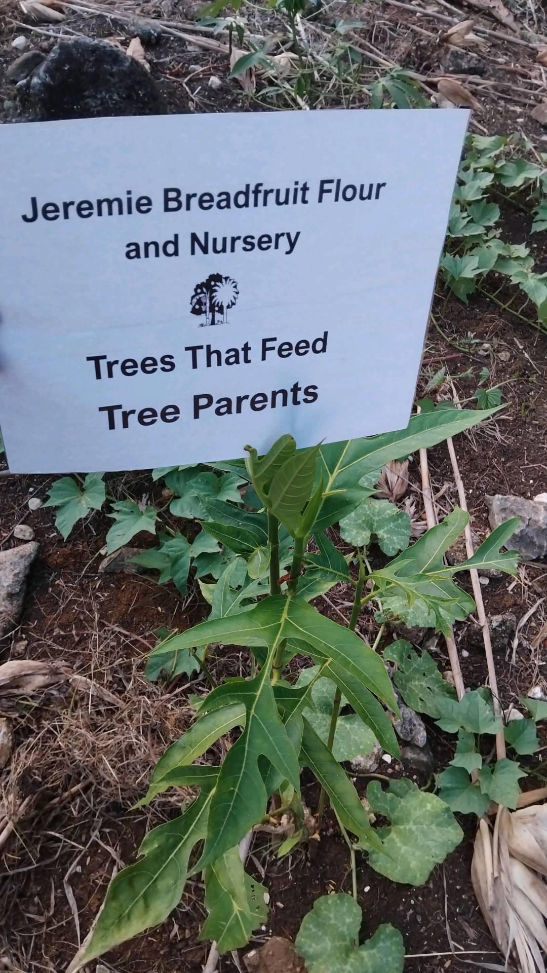 tree