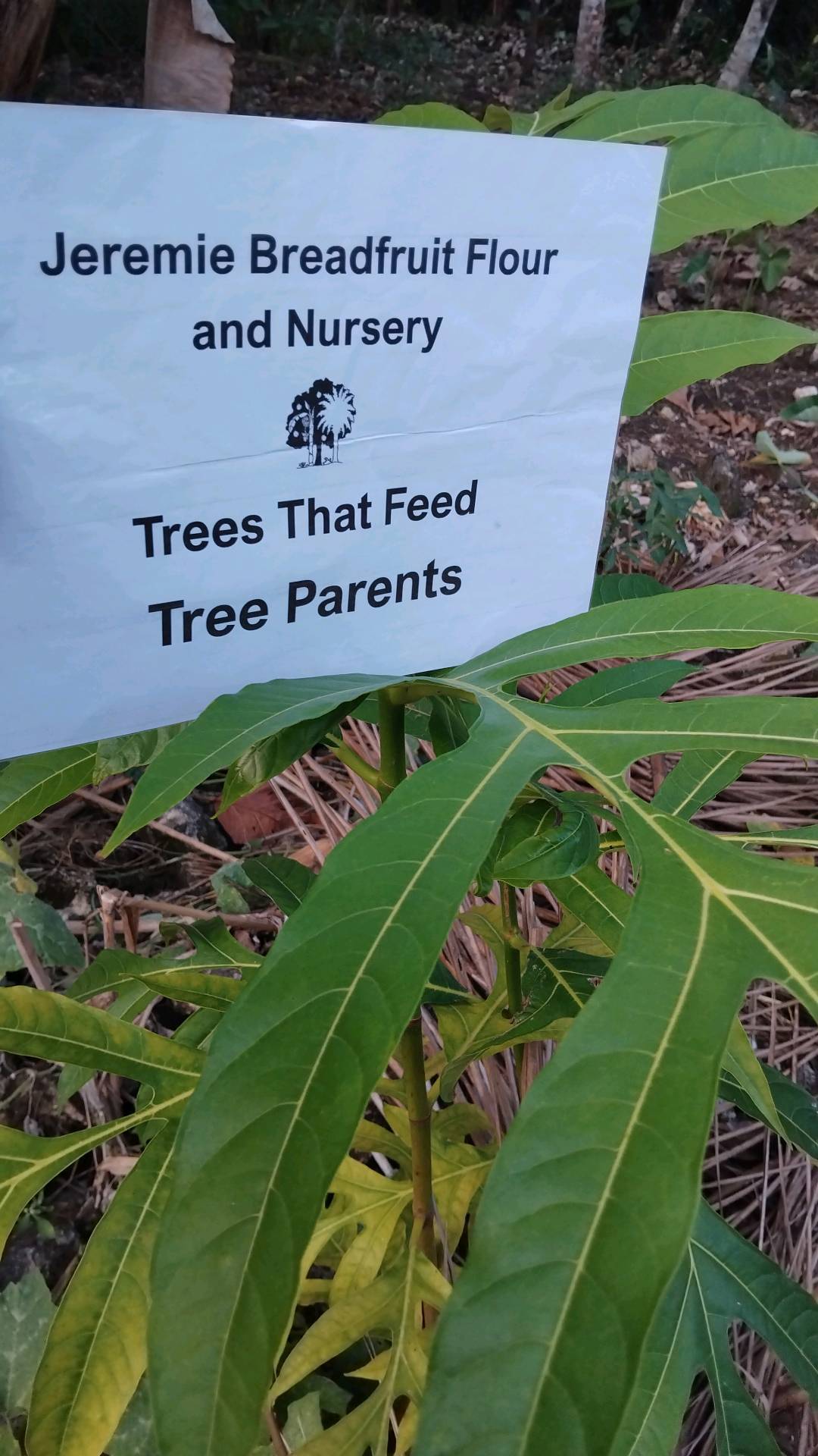 tree