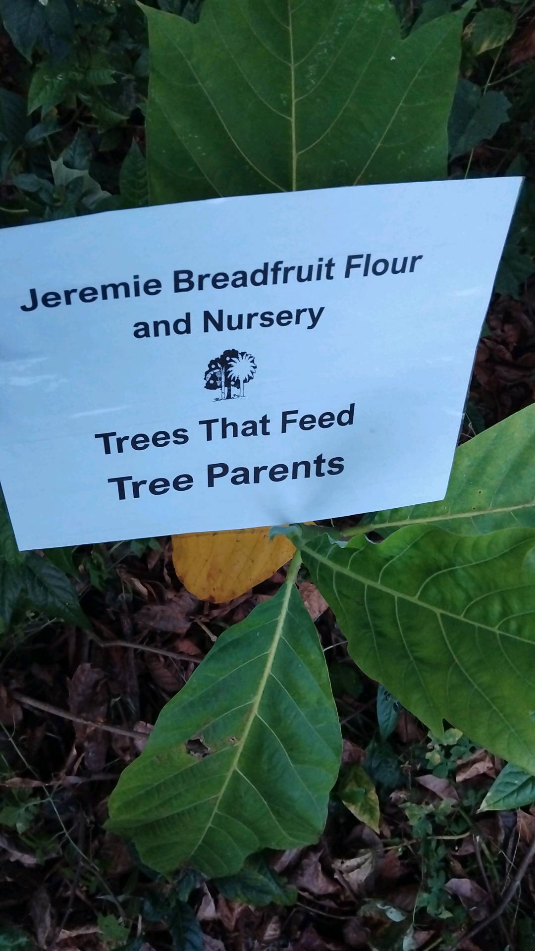 tree