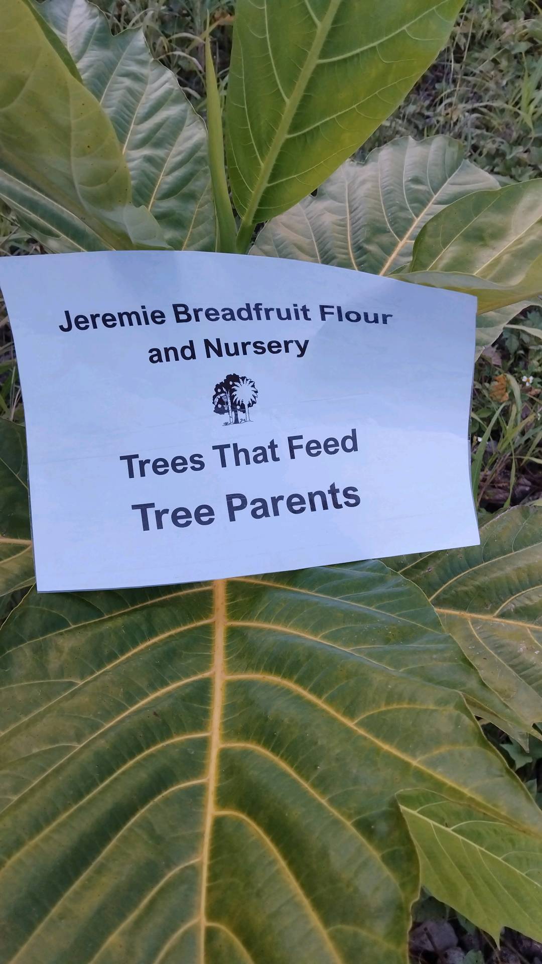 tree