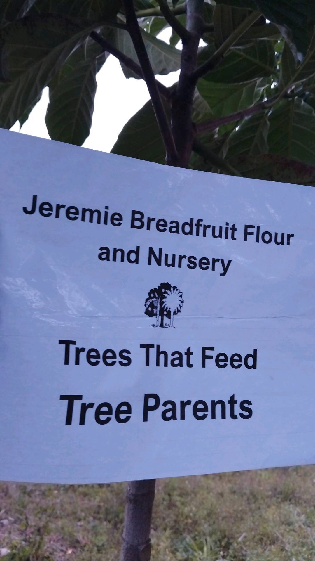 tree