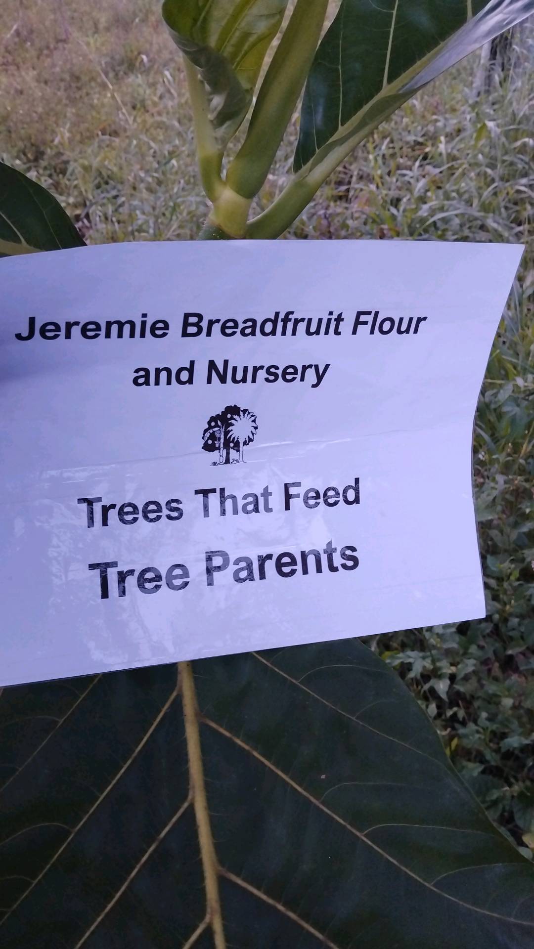 tree