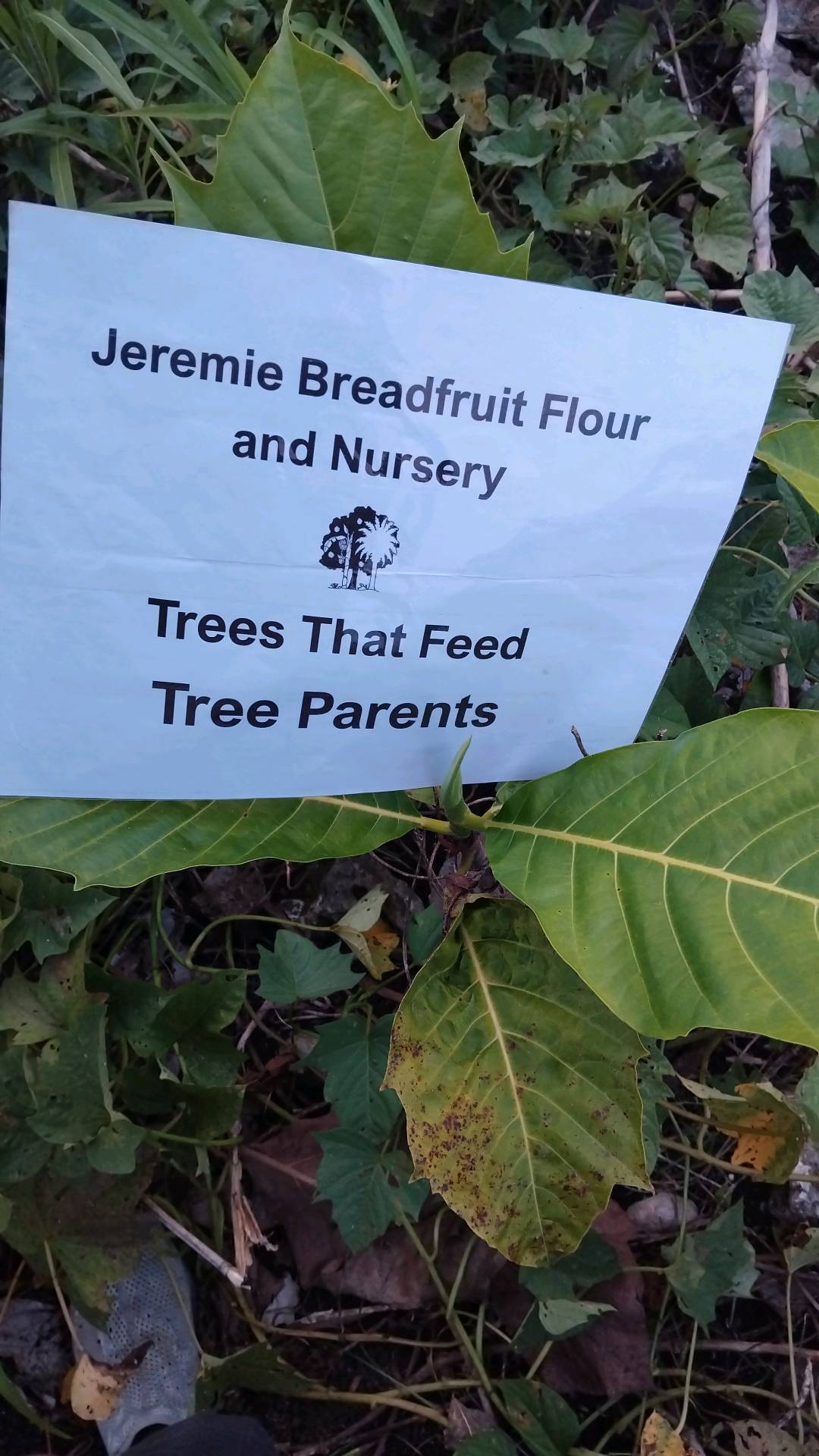 tree