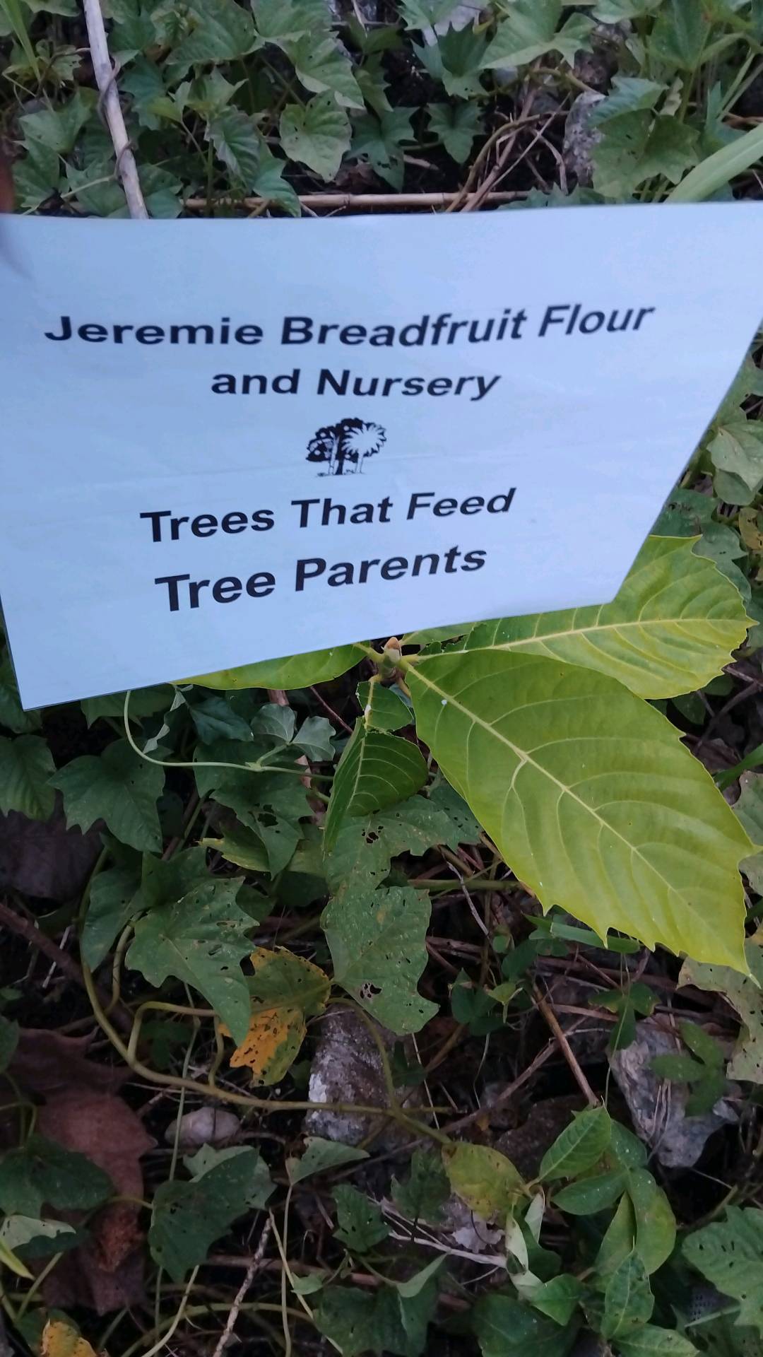 tree