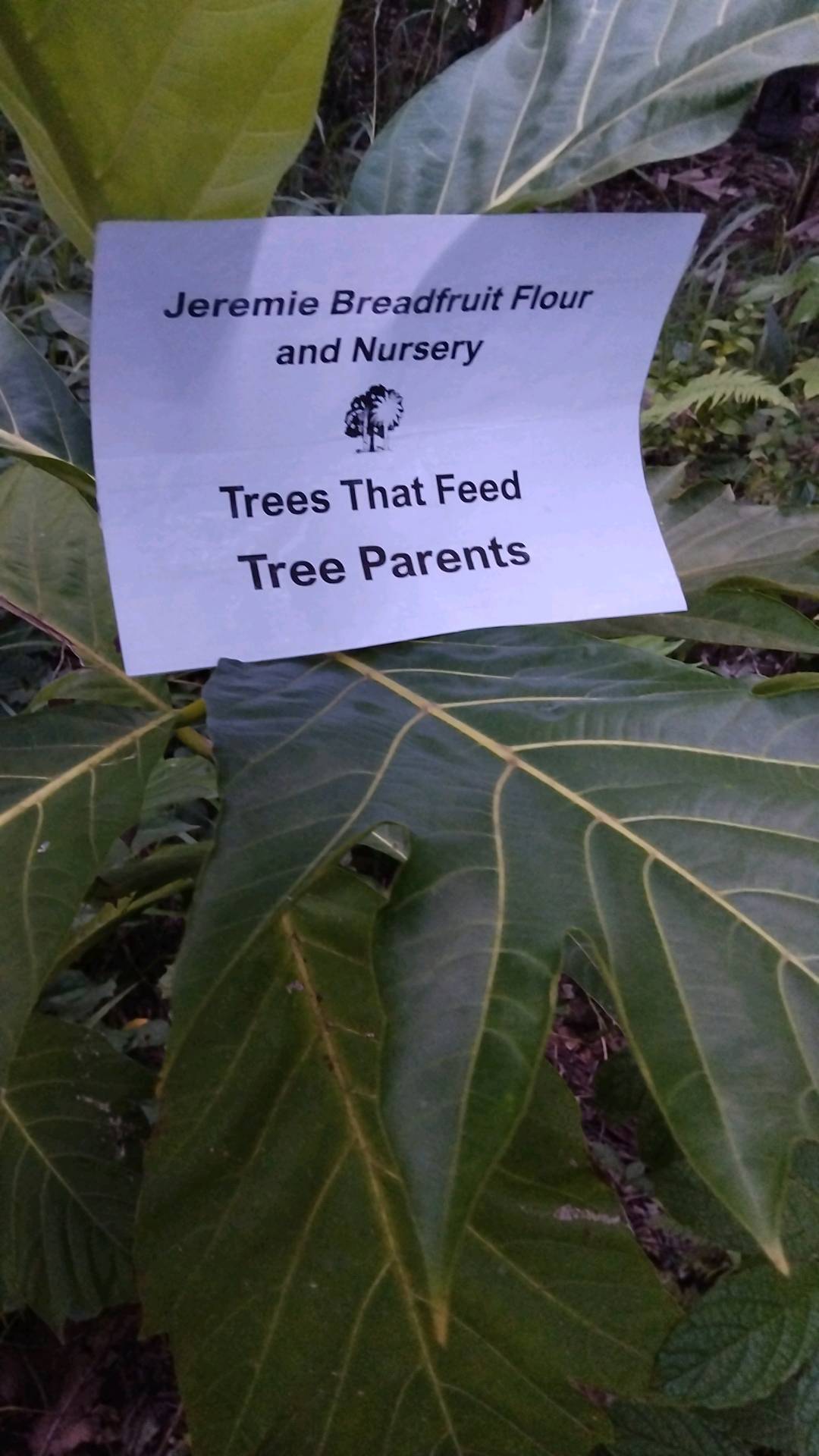 tree