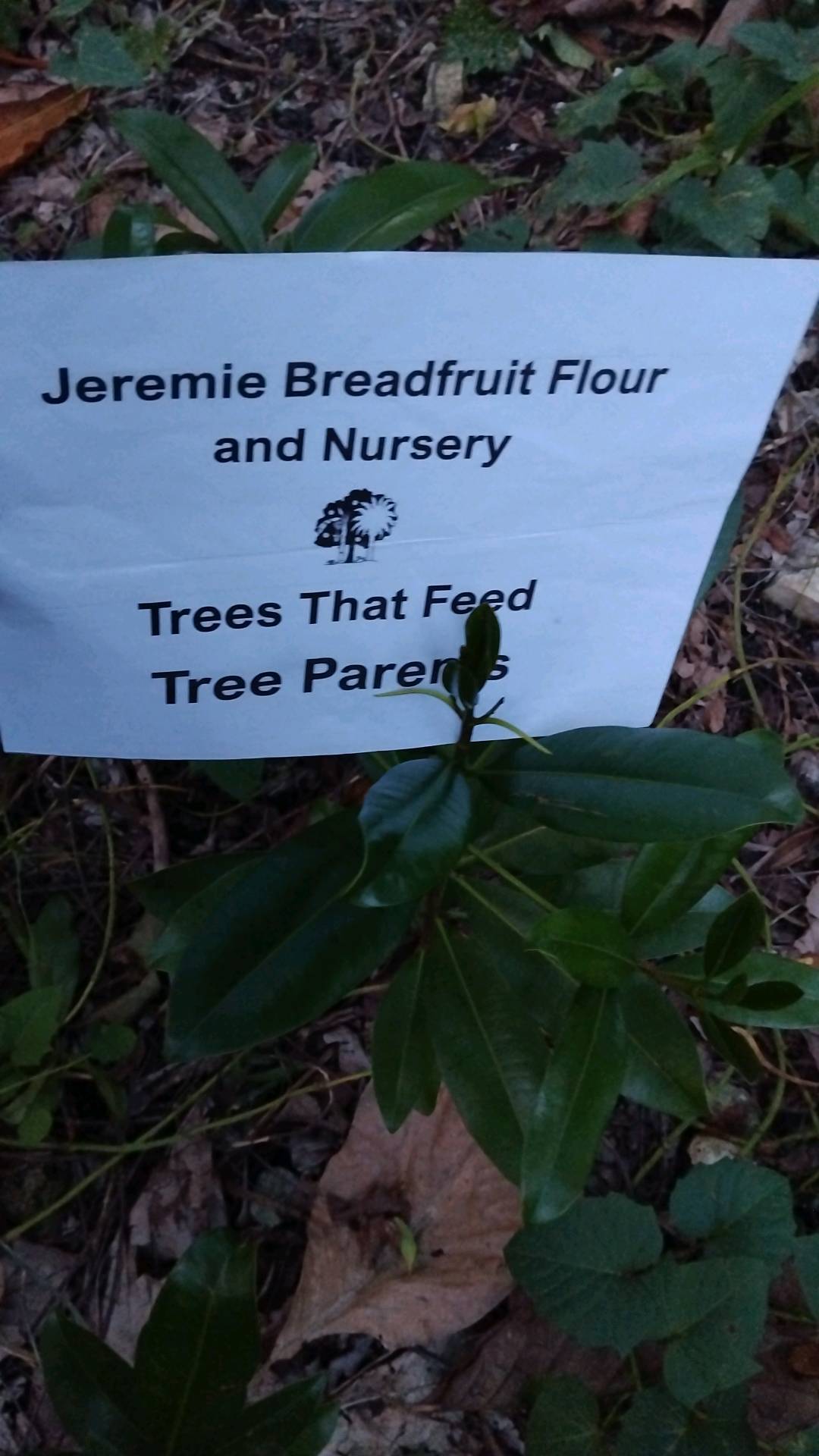 tree