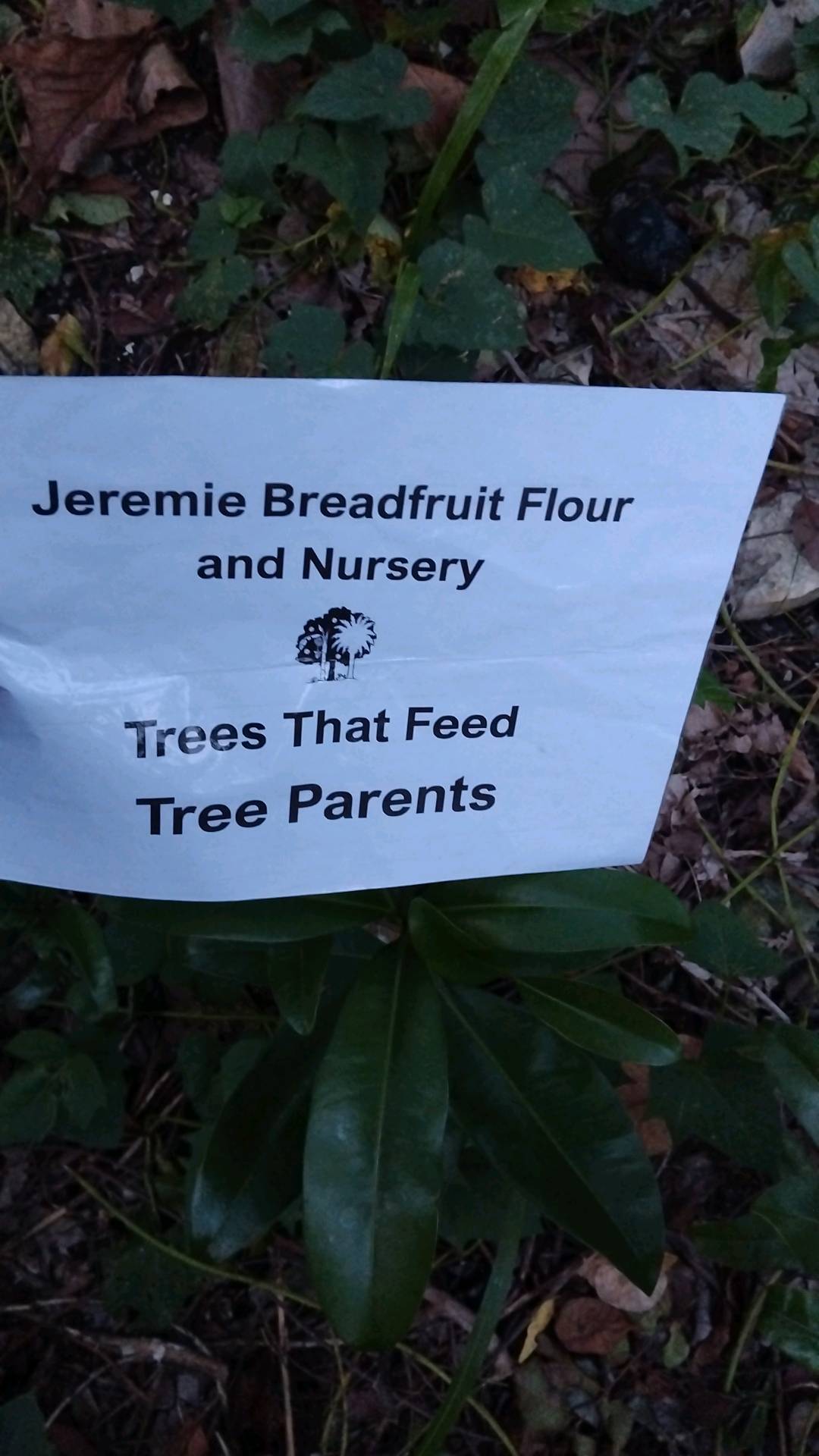 tree