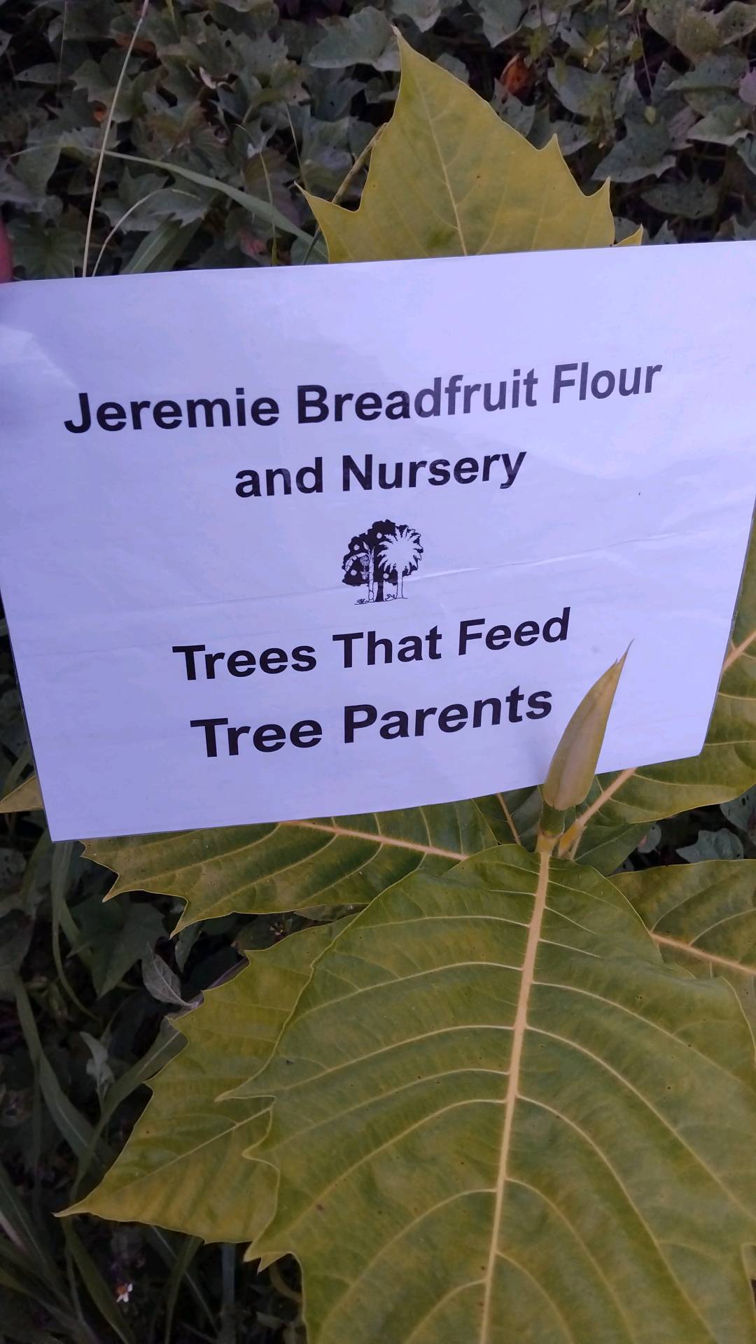 tree