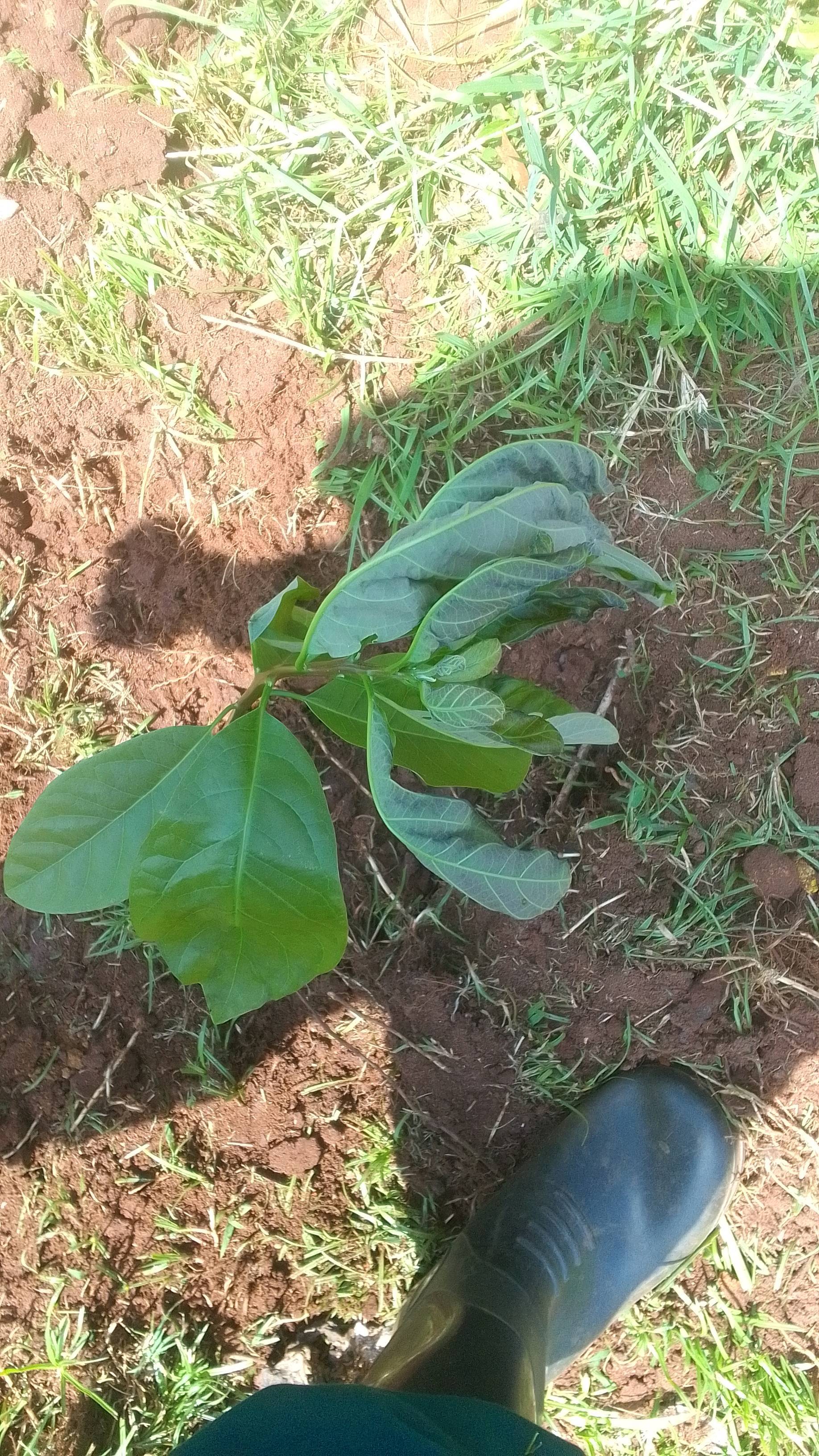 tree