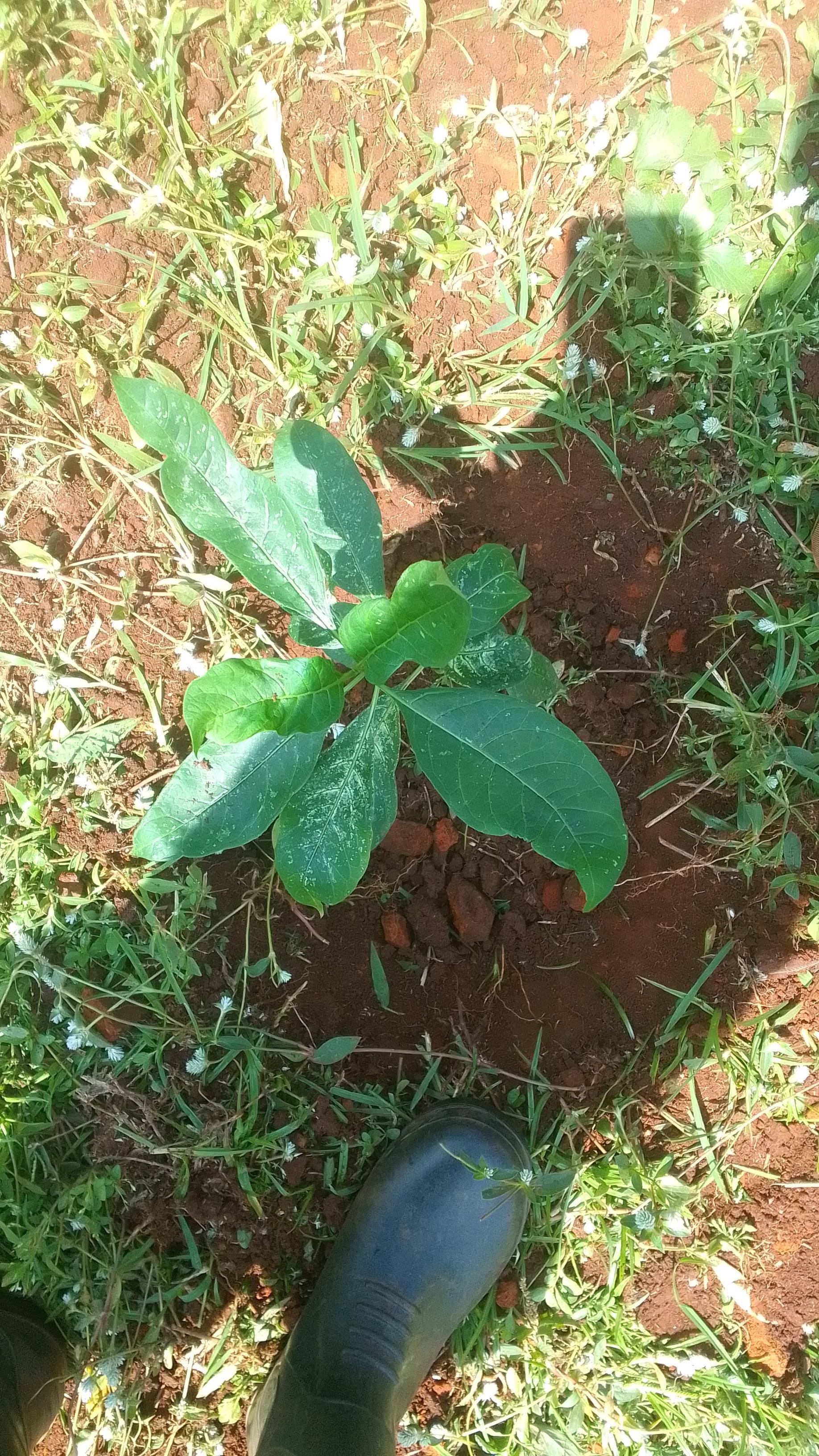 tree