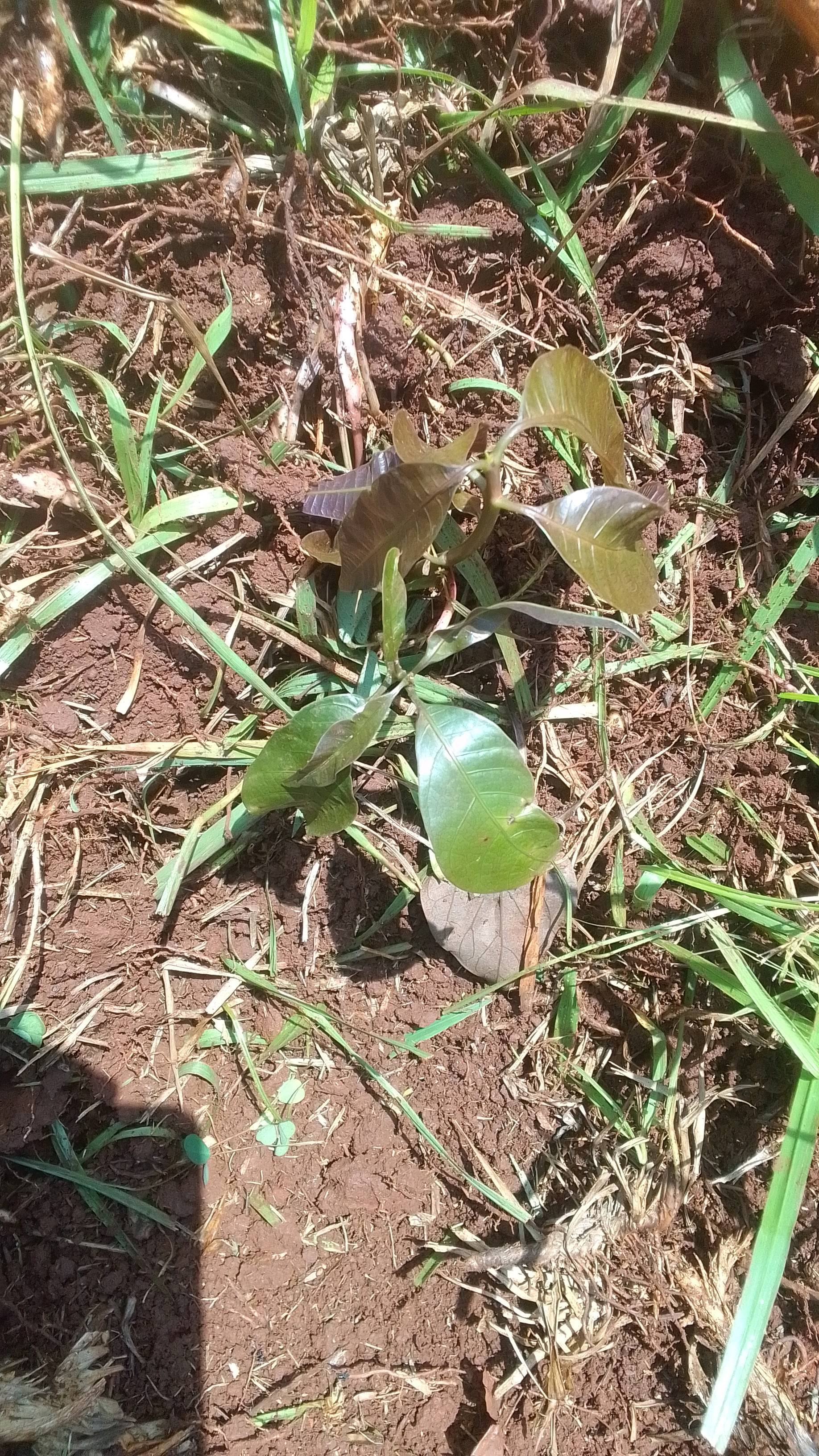 tree