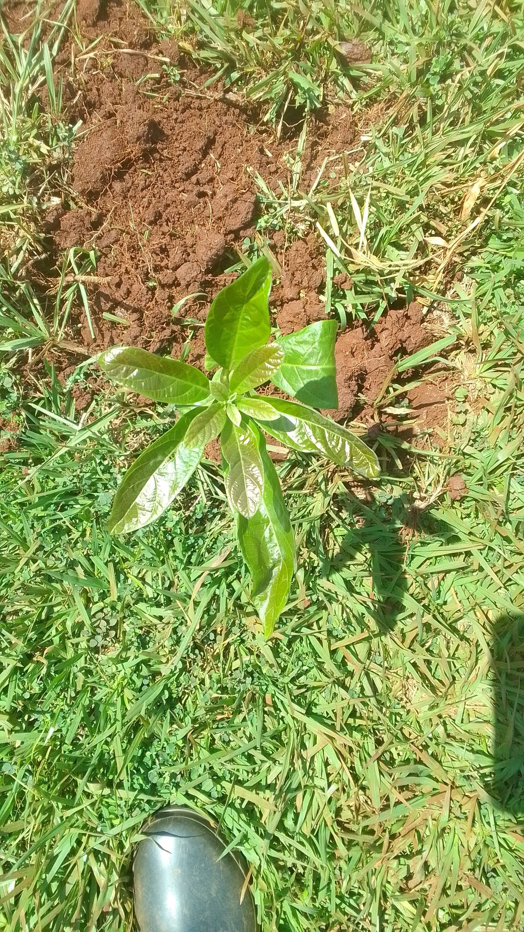 tree