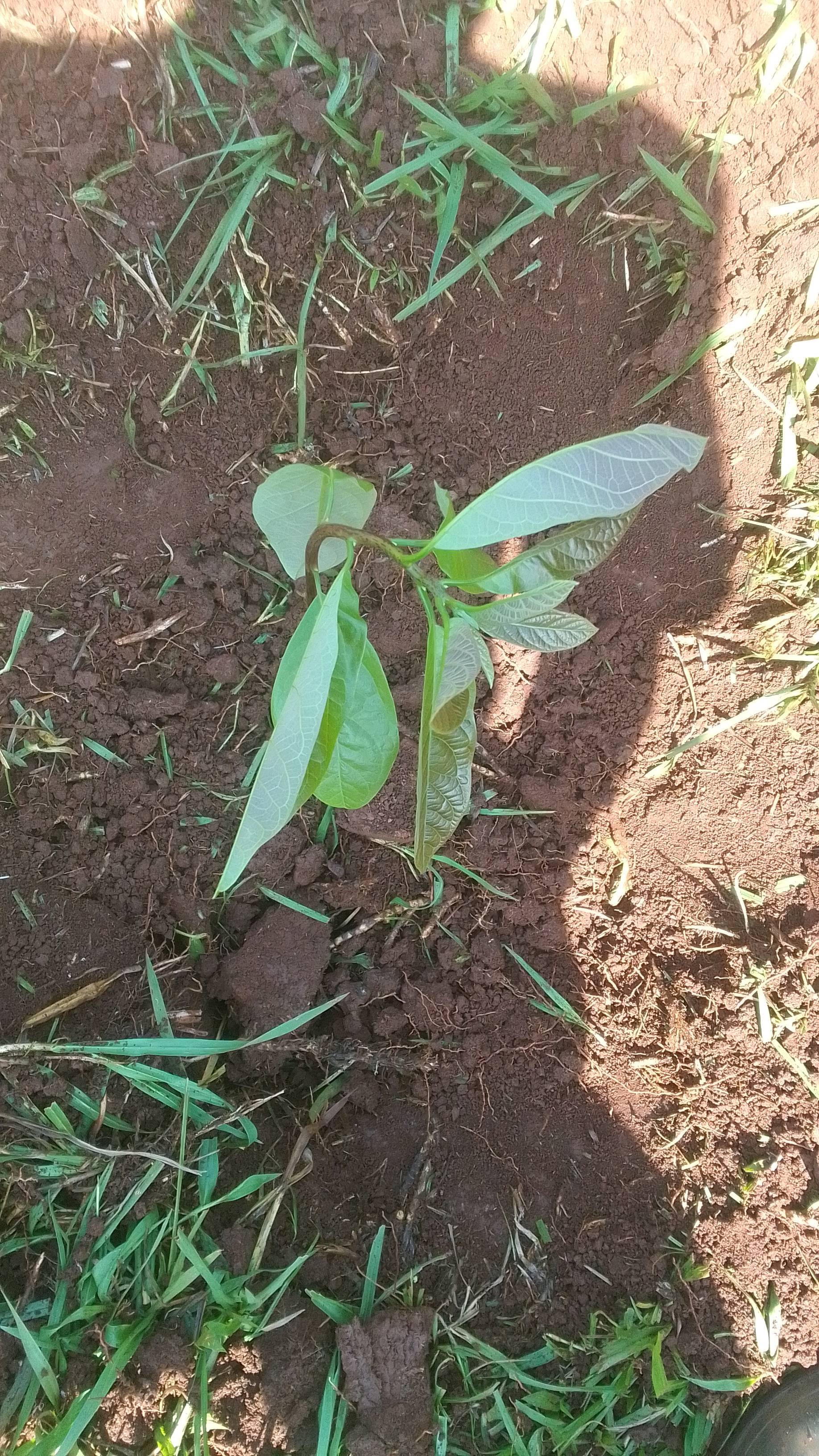 tree