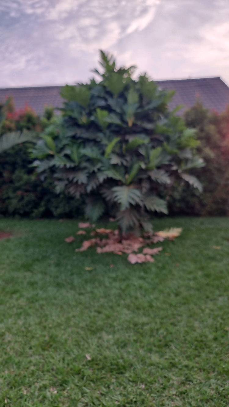 tree