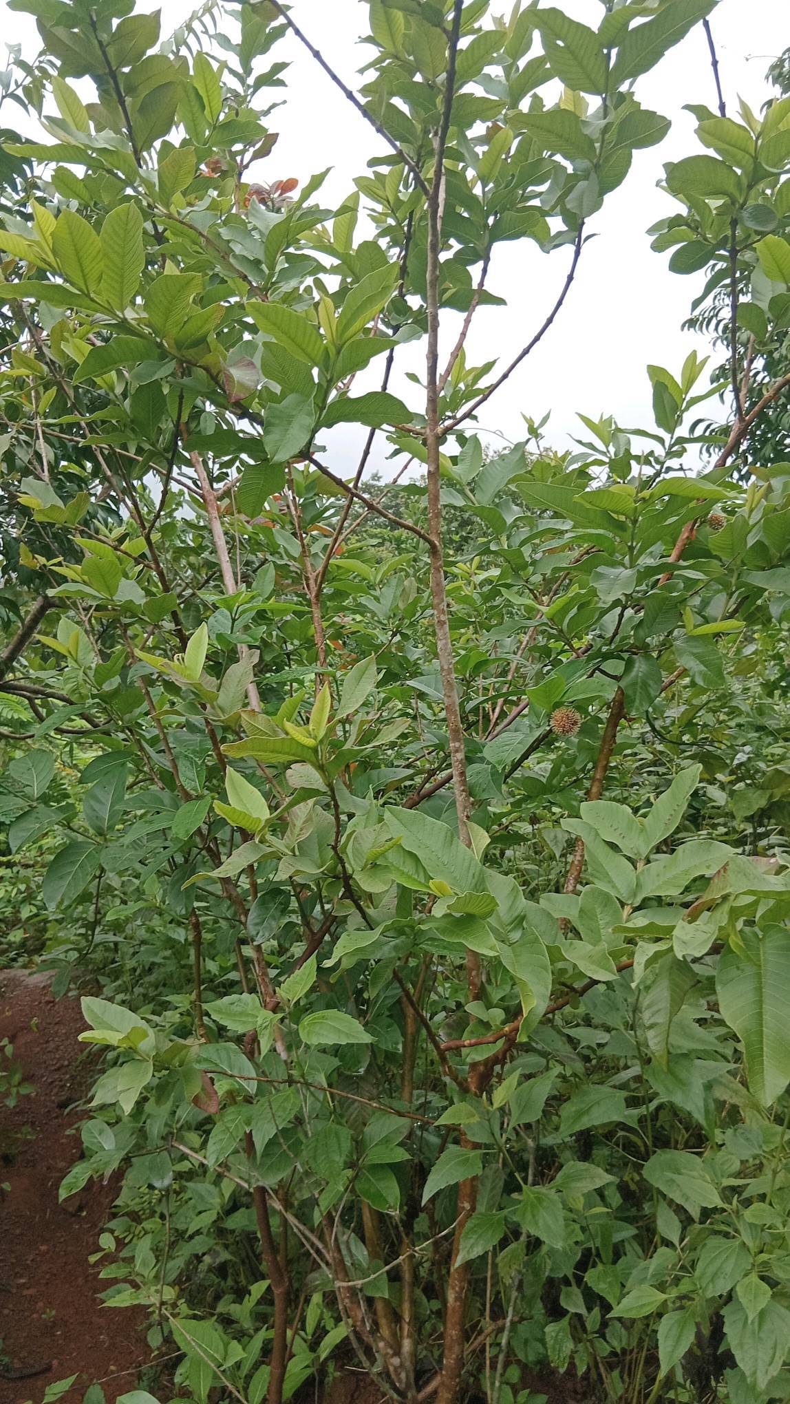 tree