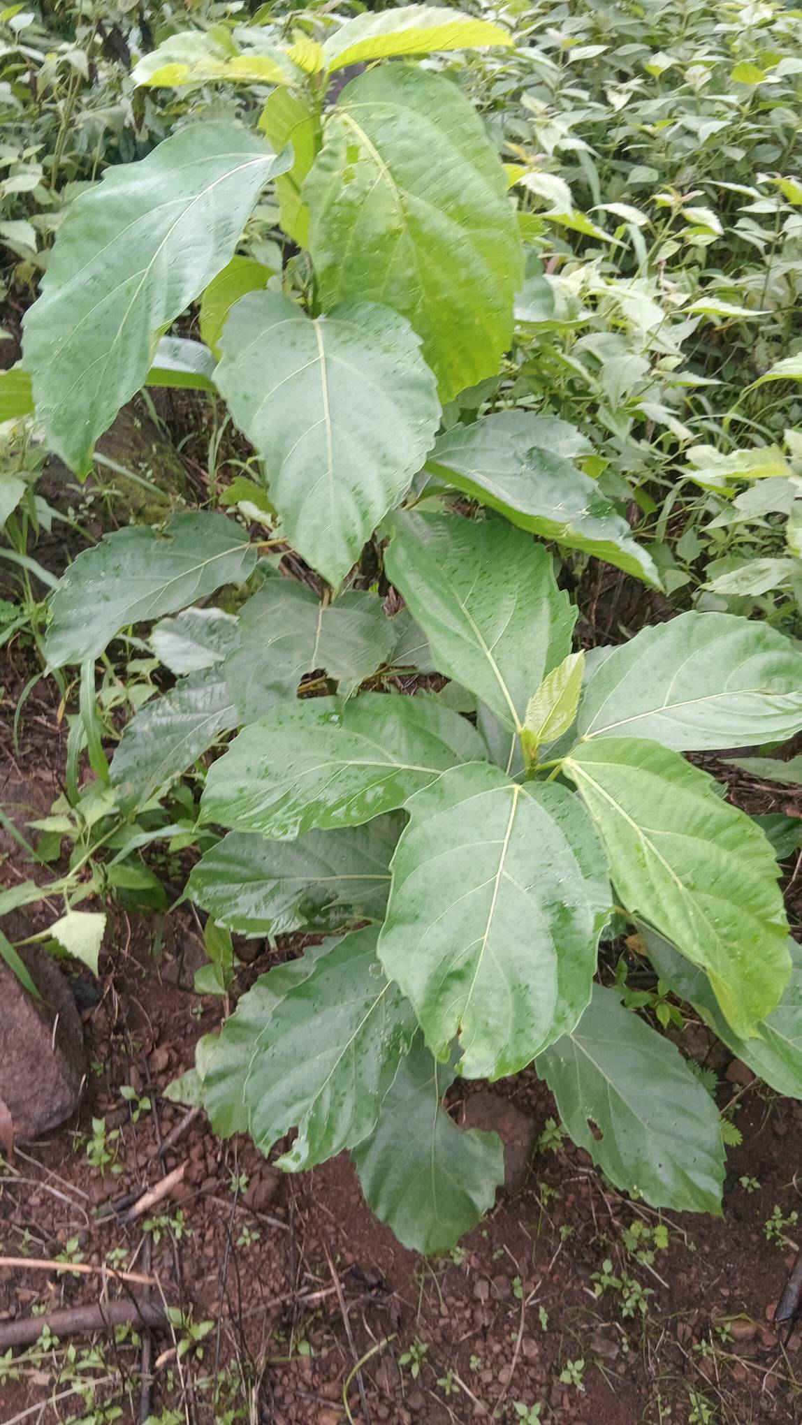 tree