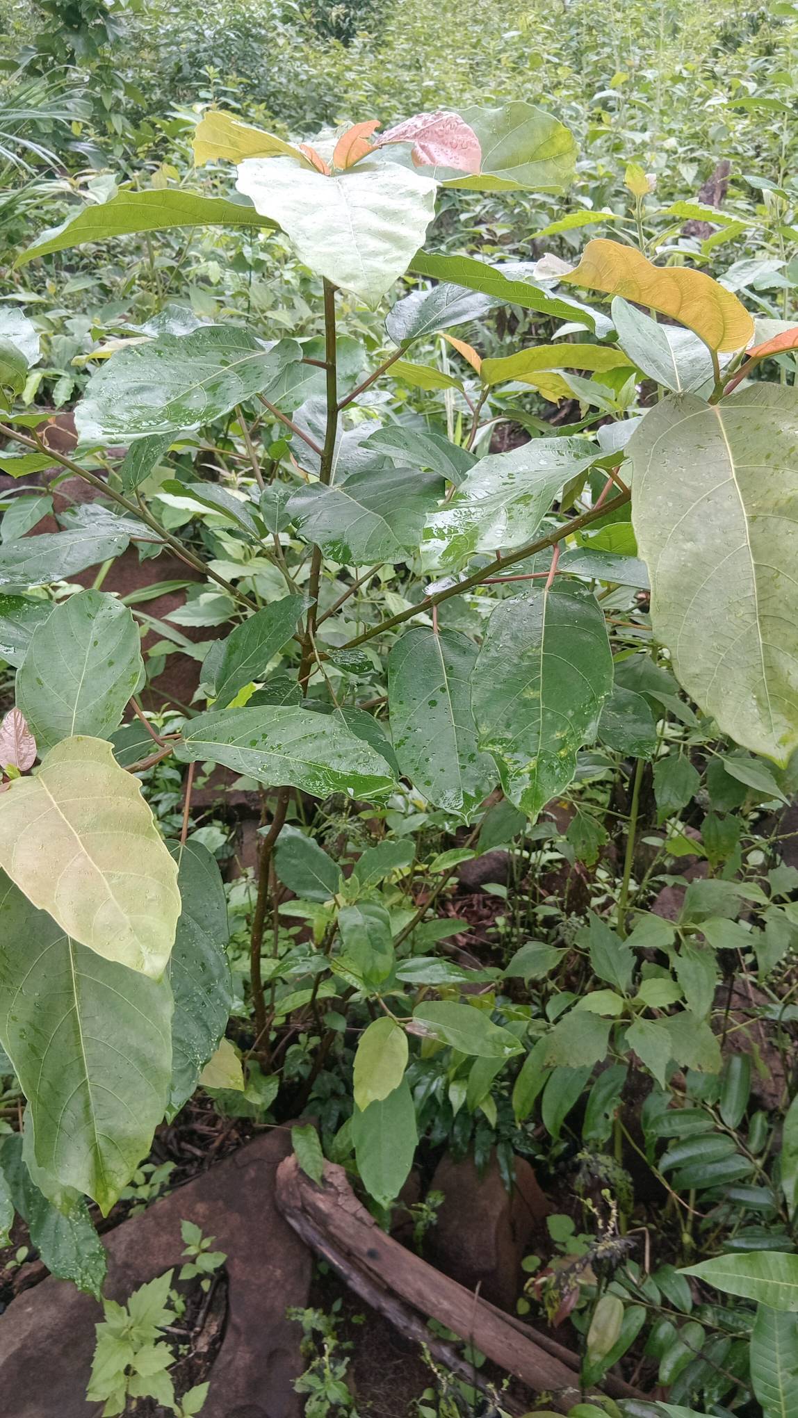 tree