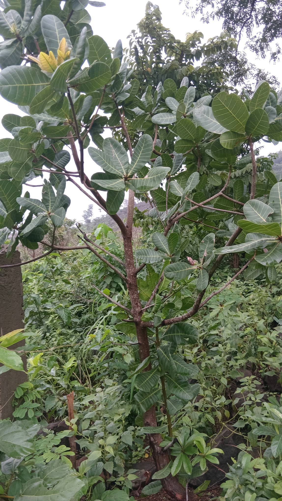 tree