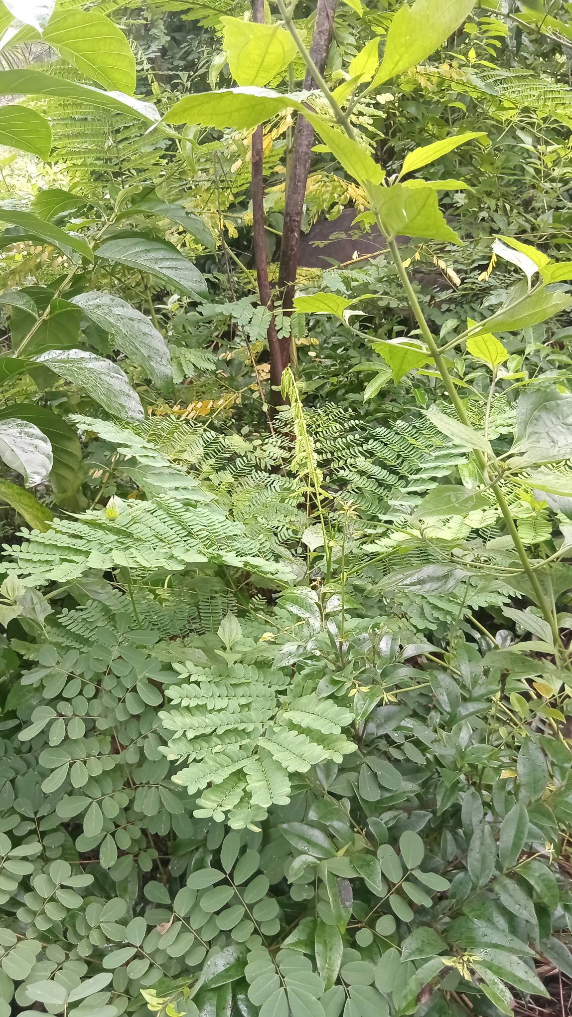 tree