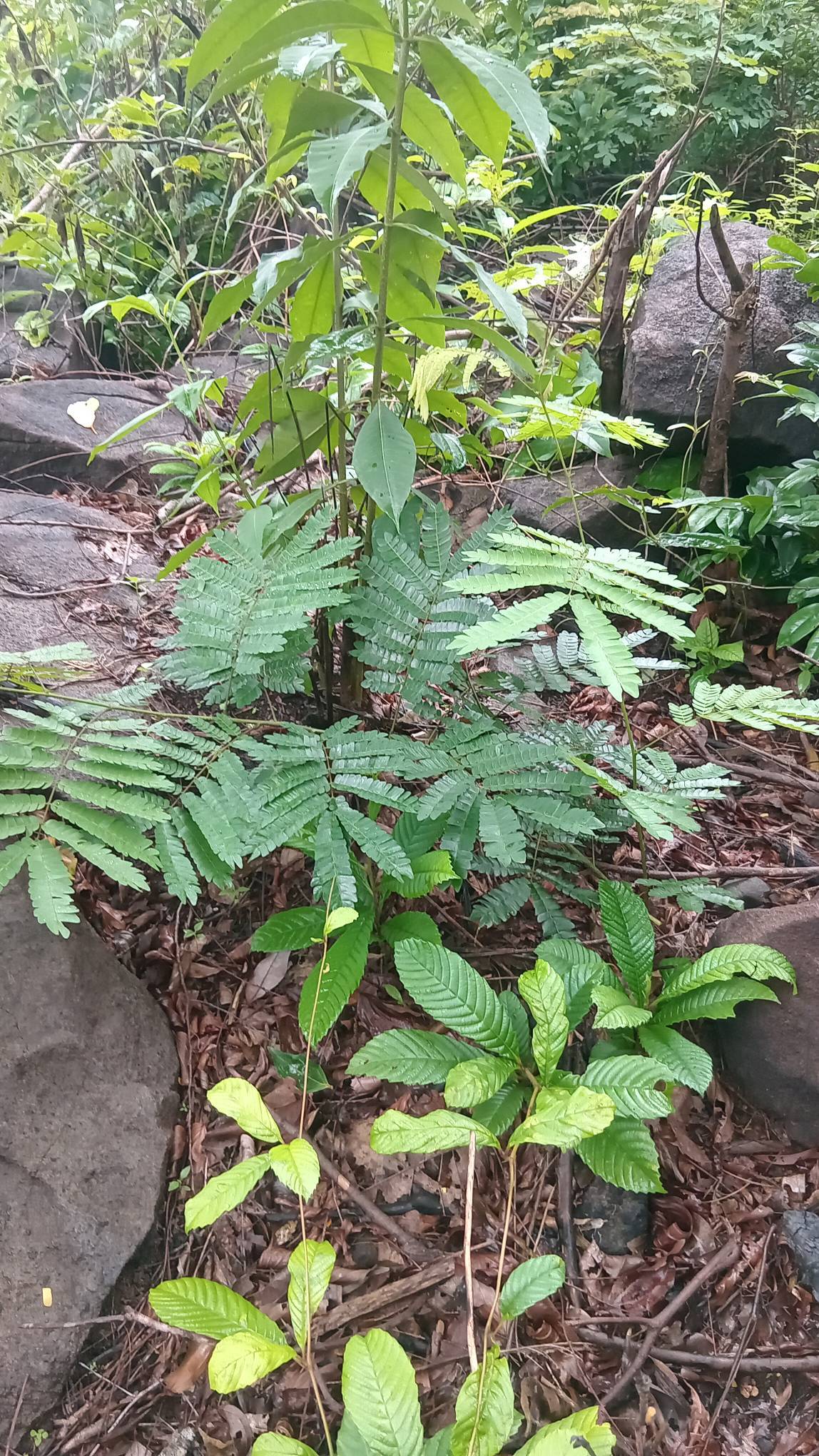 tree