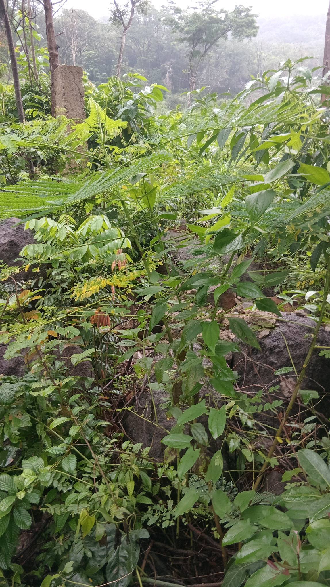 tree