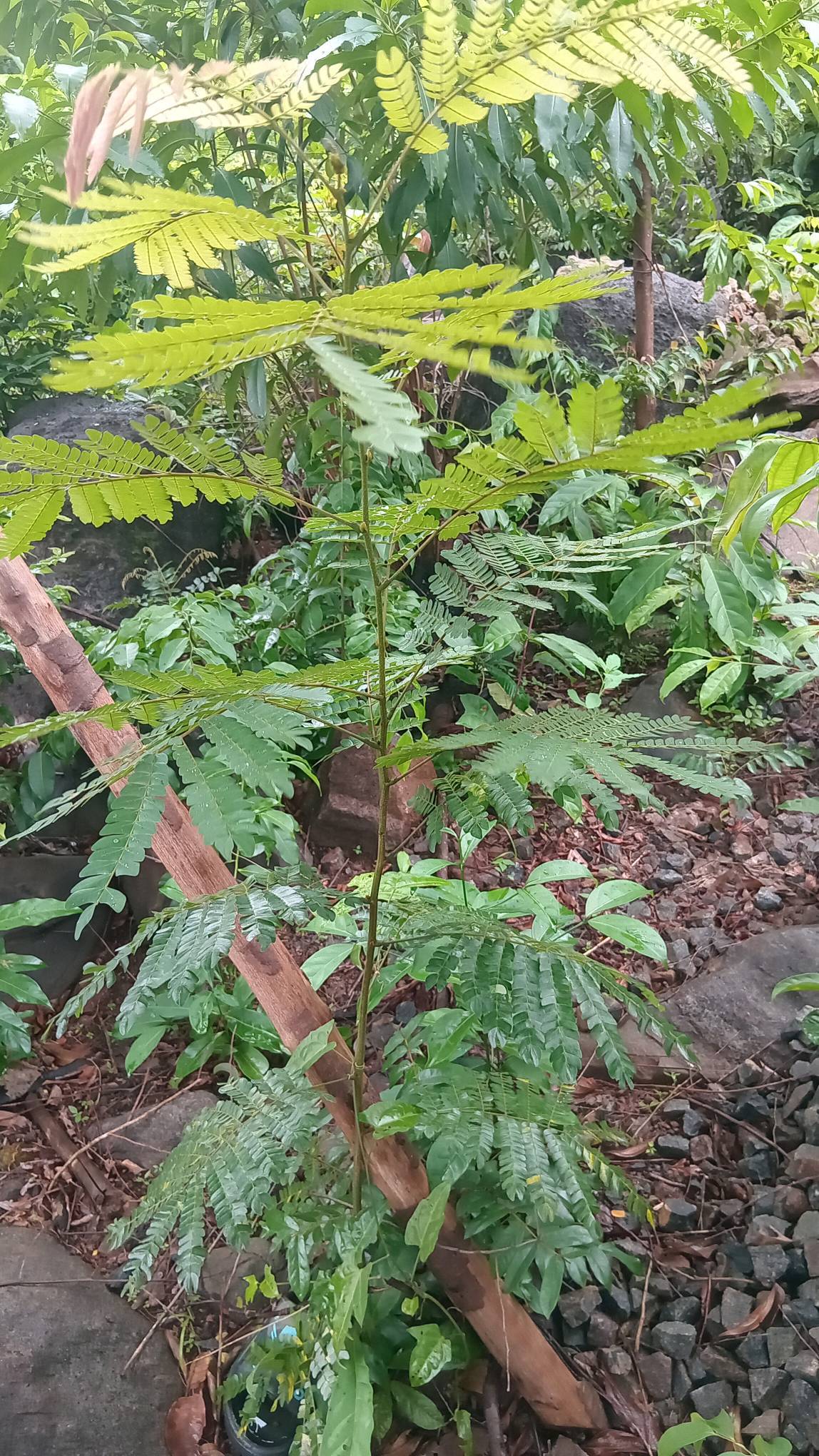 tree