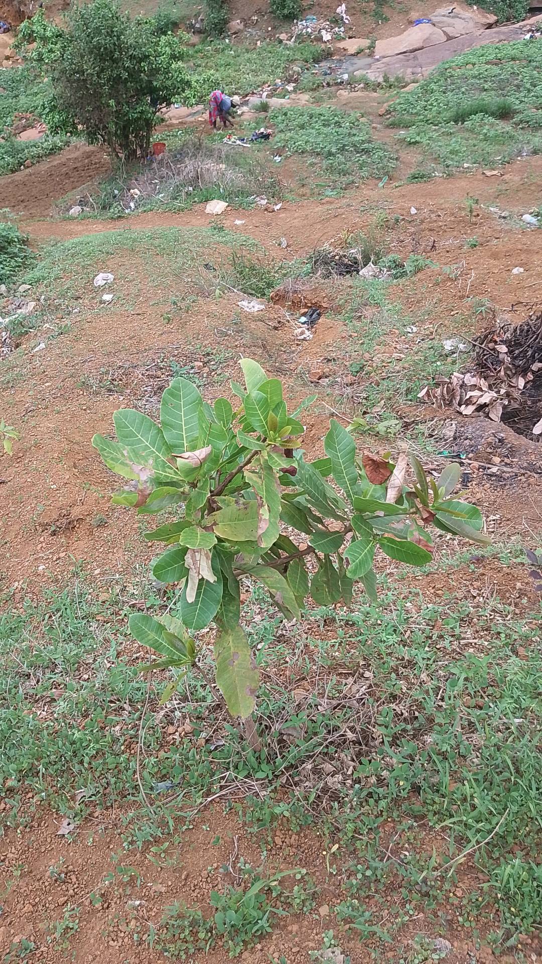 tree