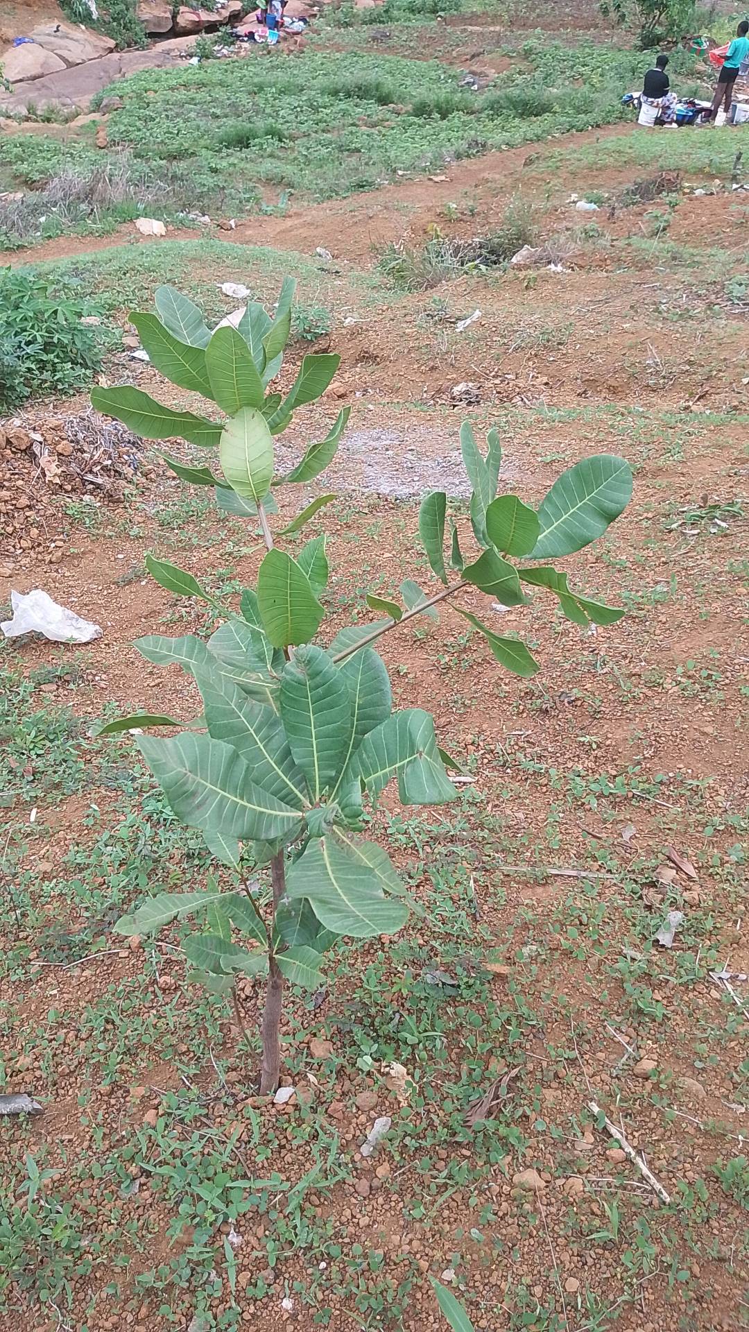 tree