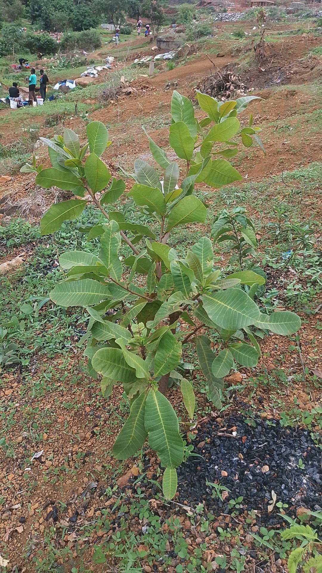 tree