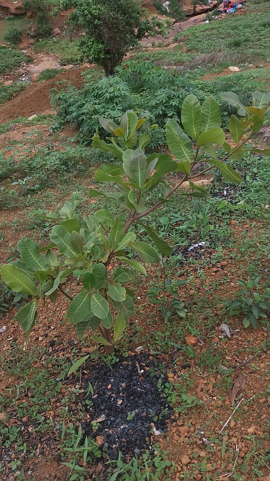tree