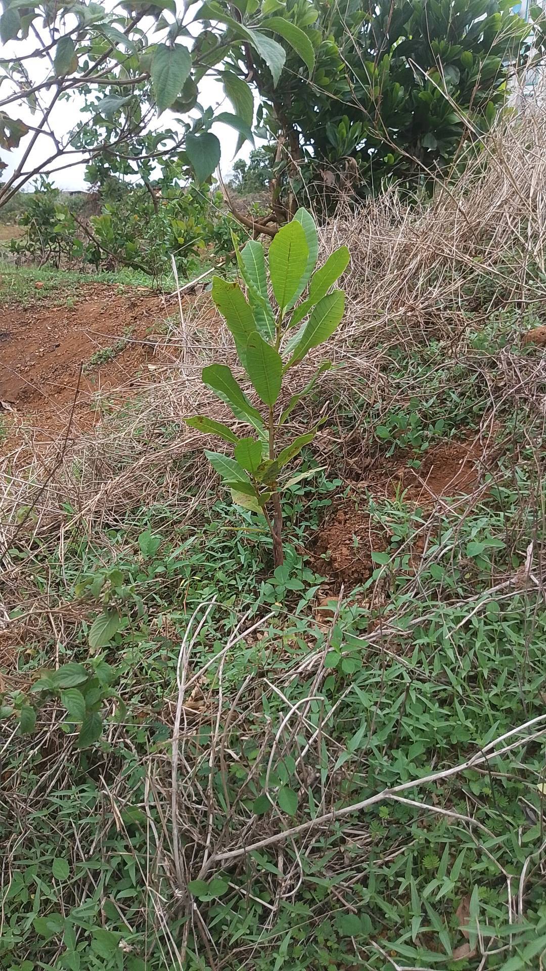 tree