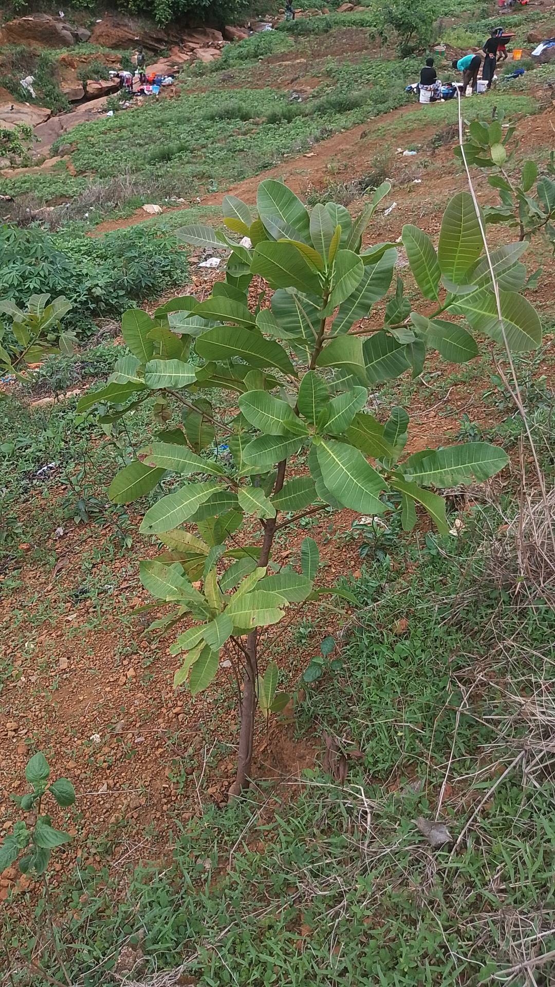 tree