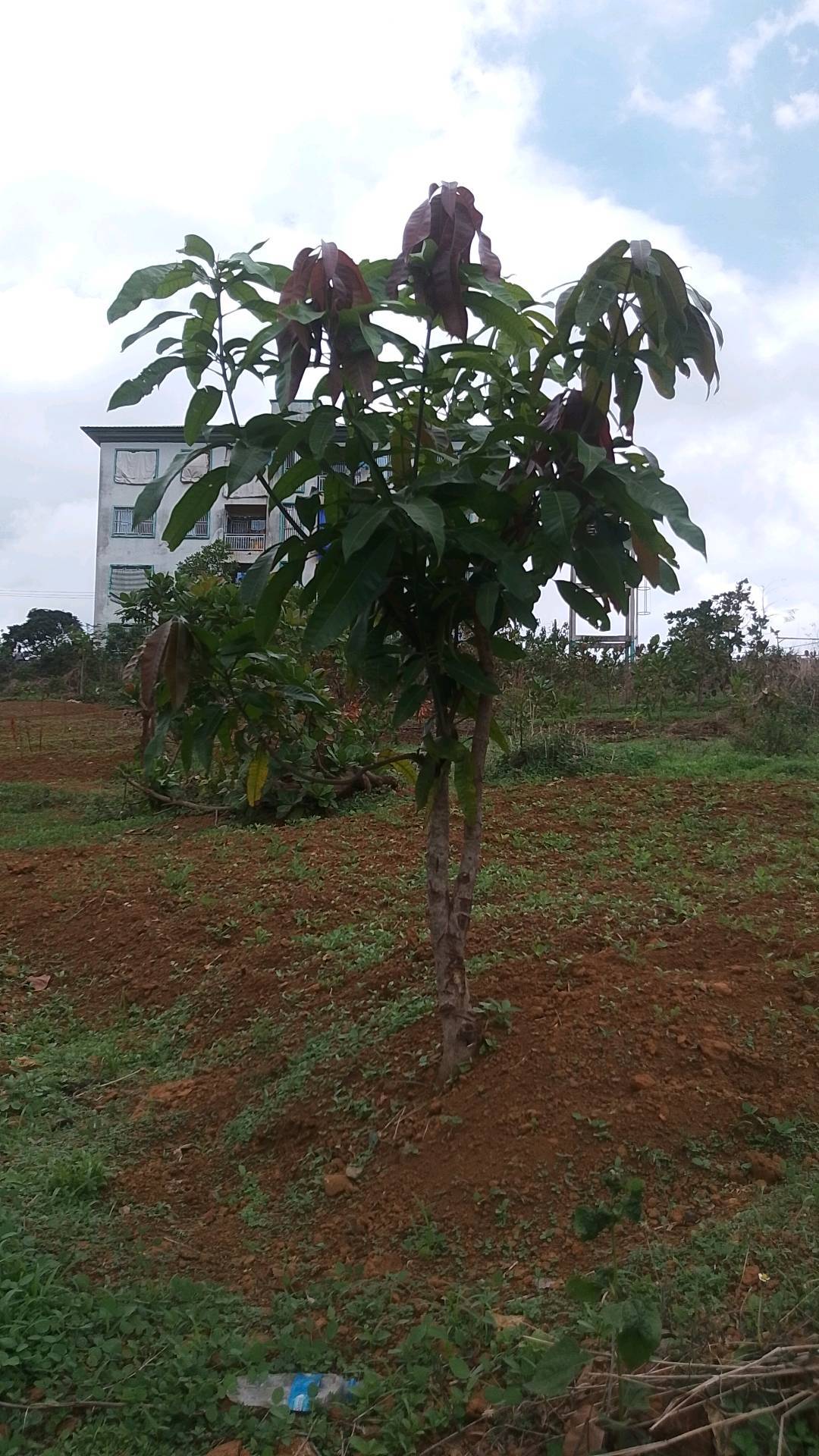 tree