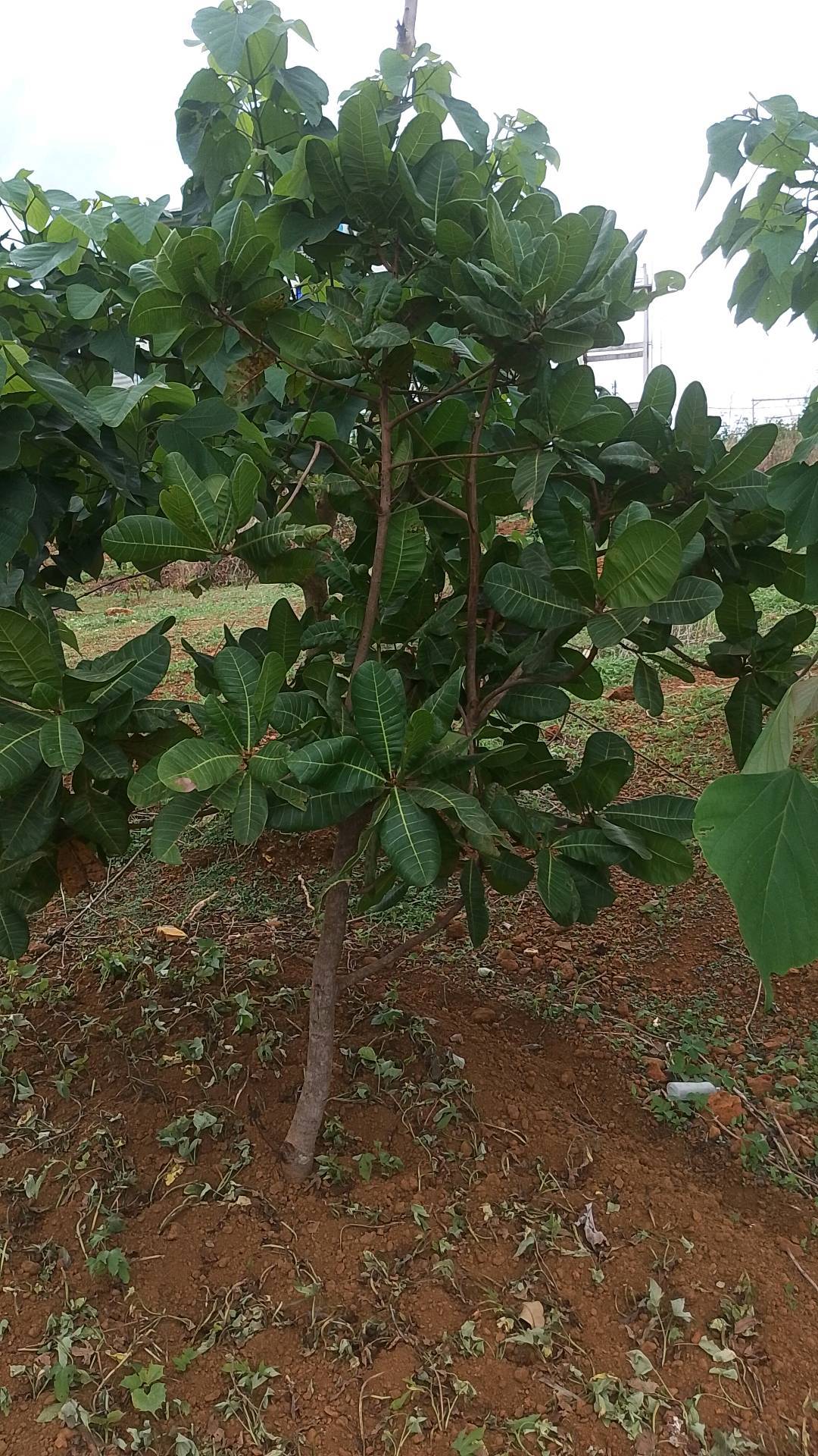 tree