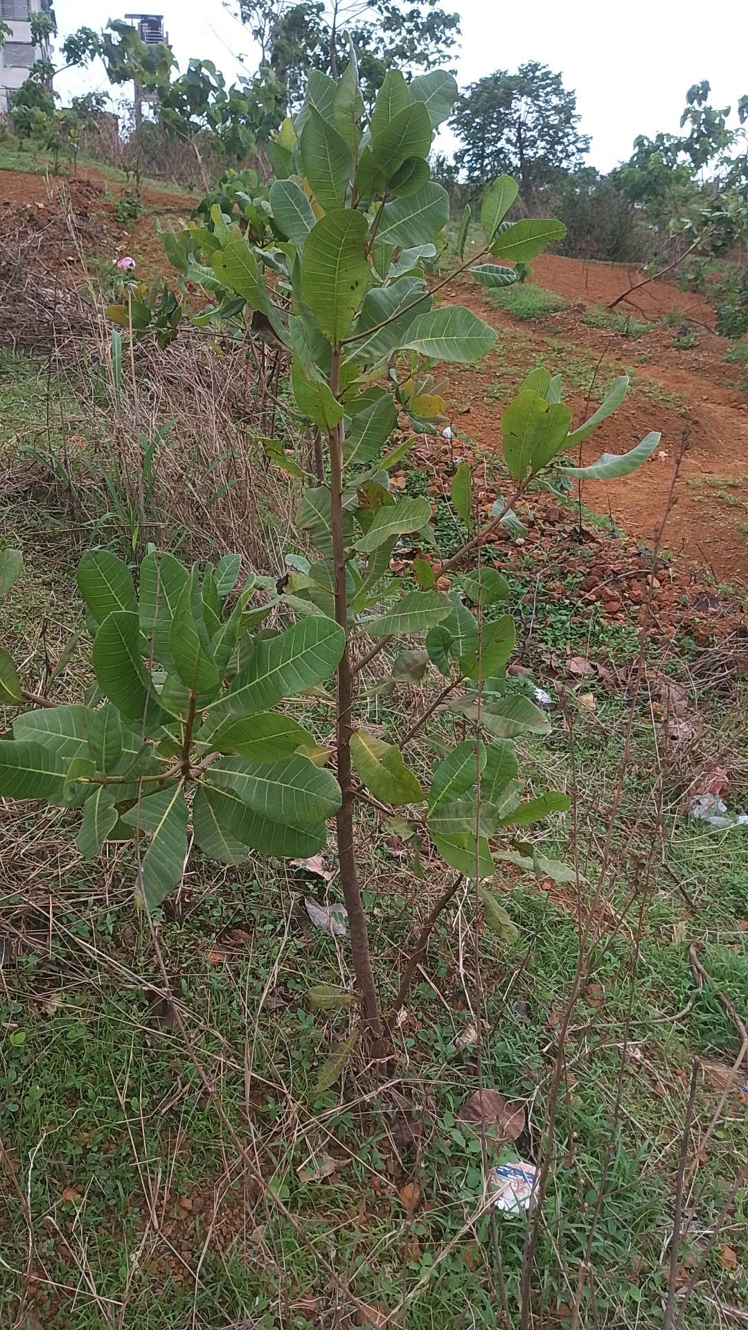 tree