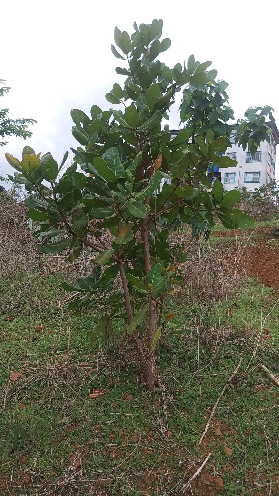 tree