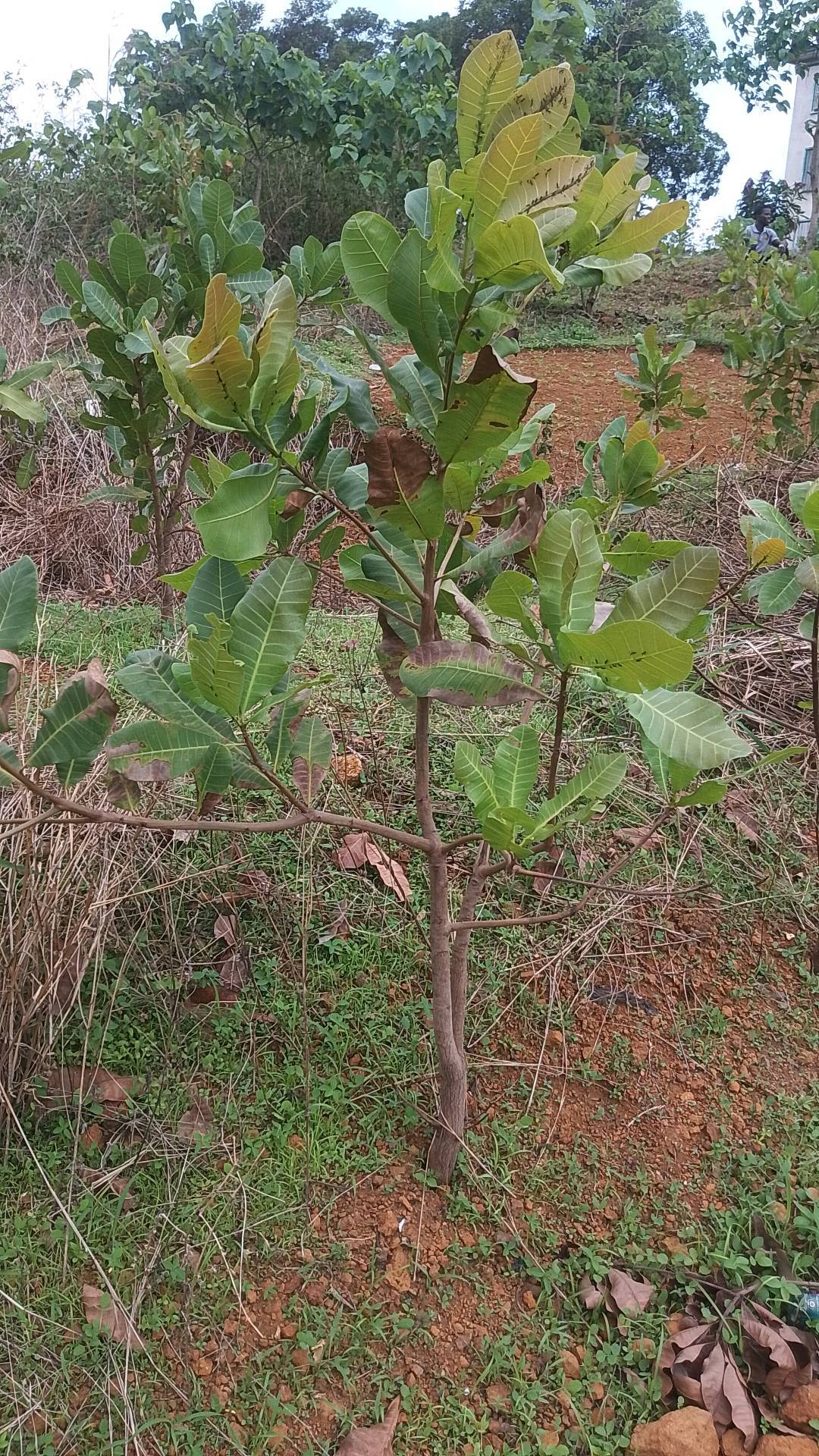 tree