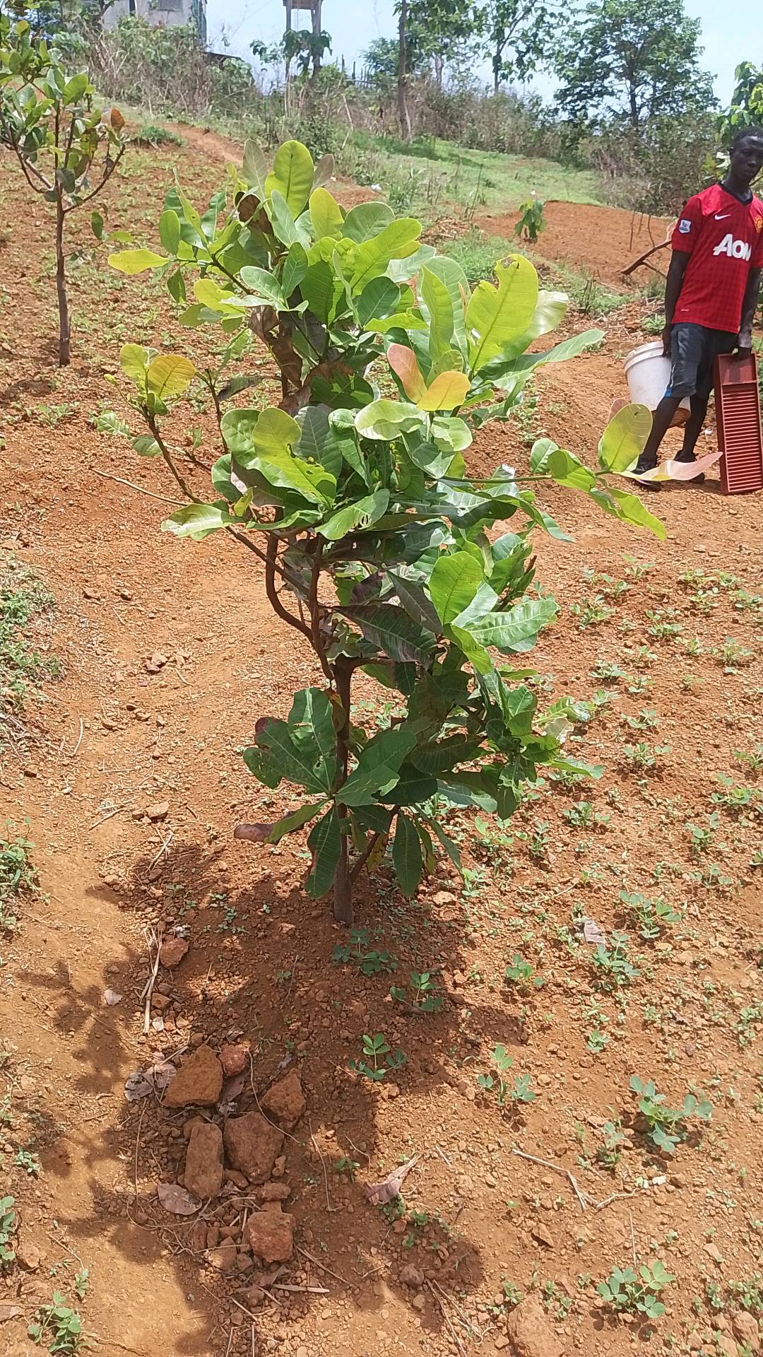 tree