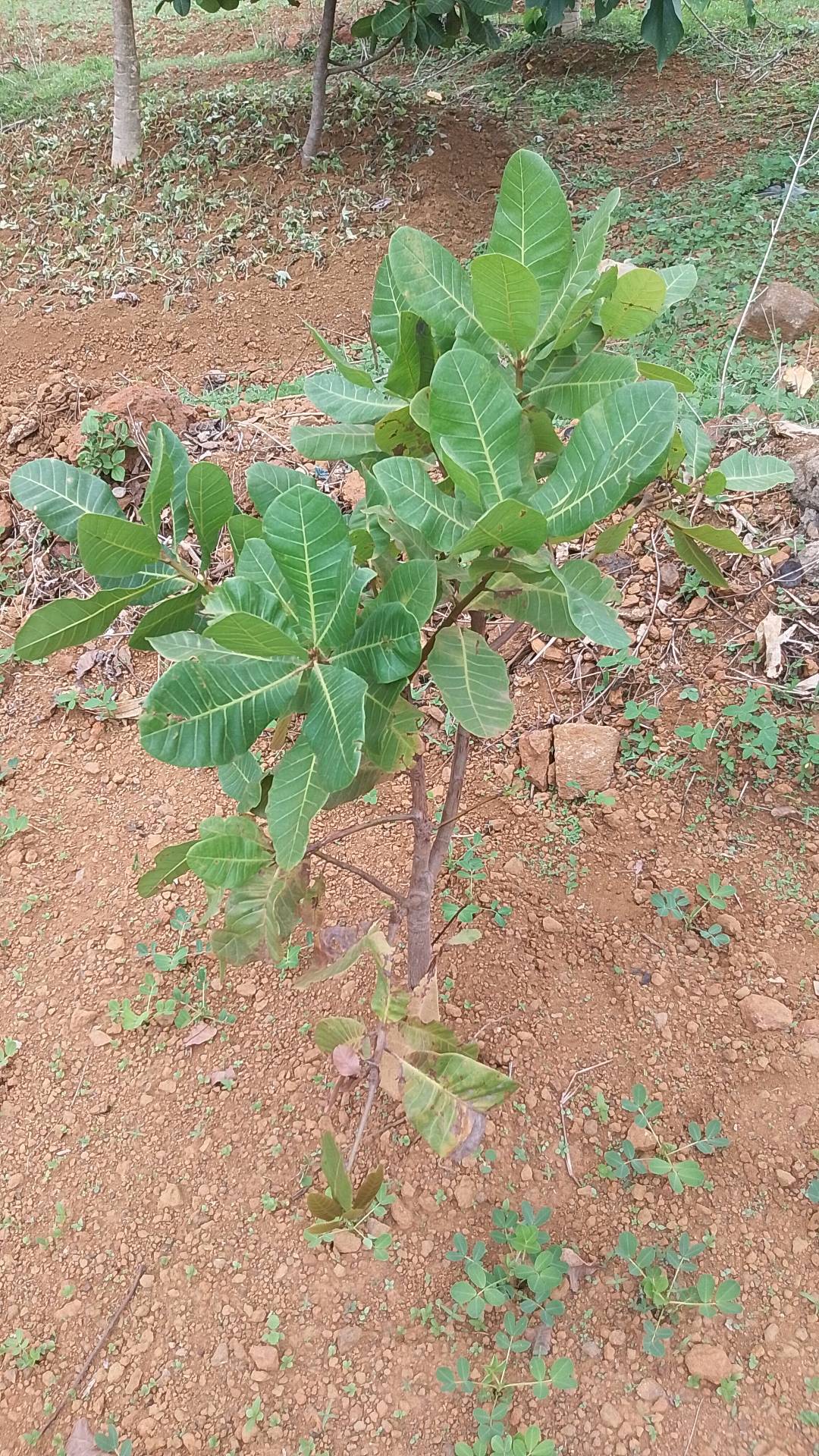 tree