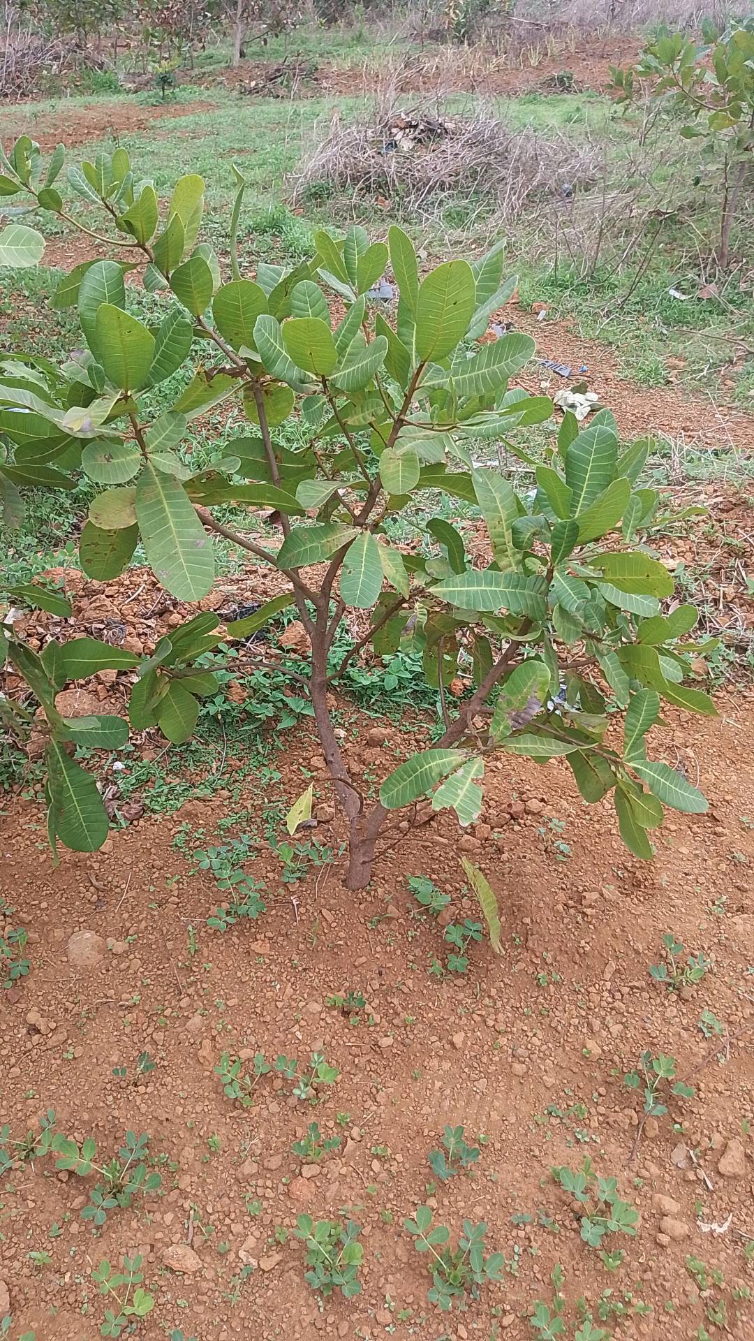 tree