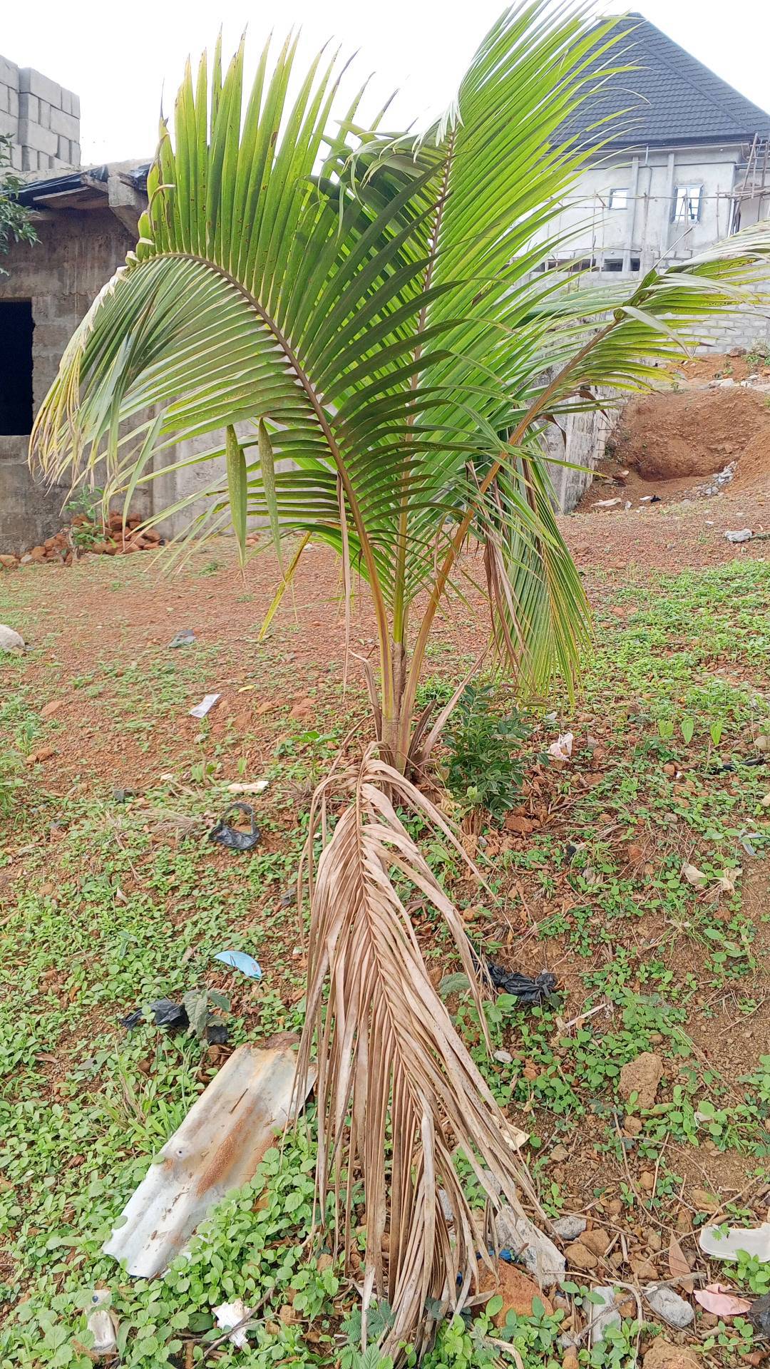 tree