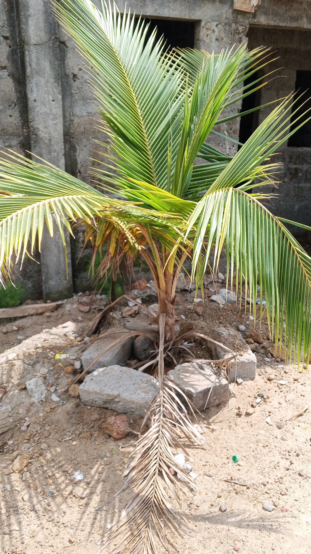 tree