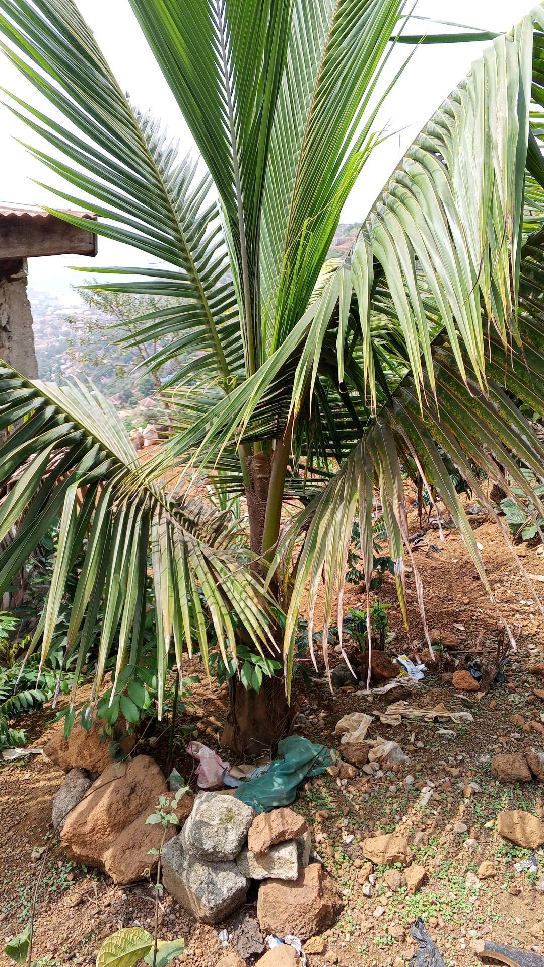 tree