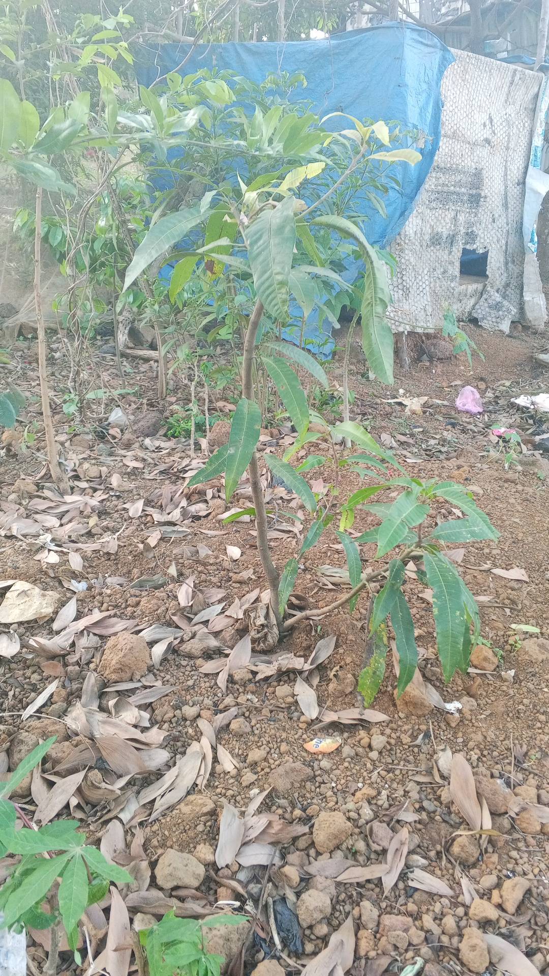 tree