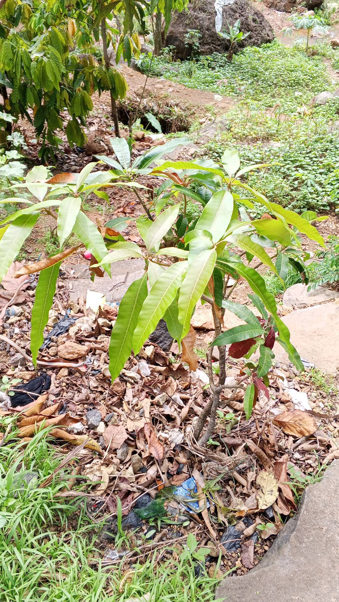 tree