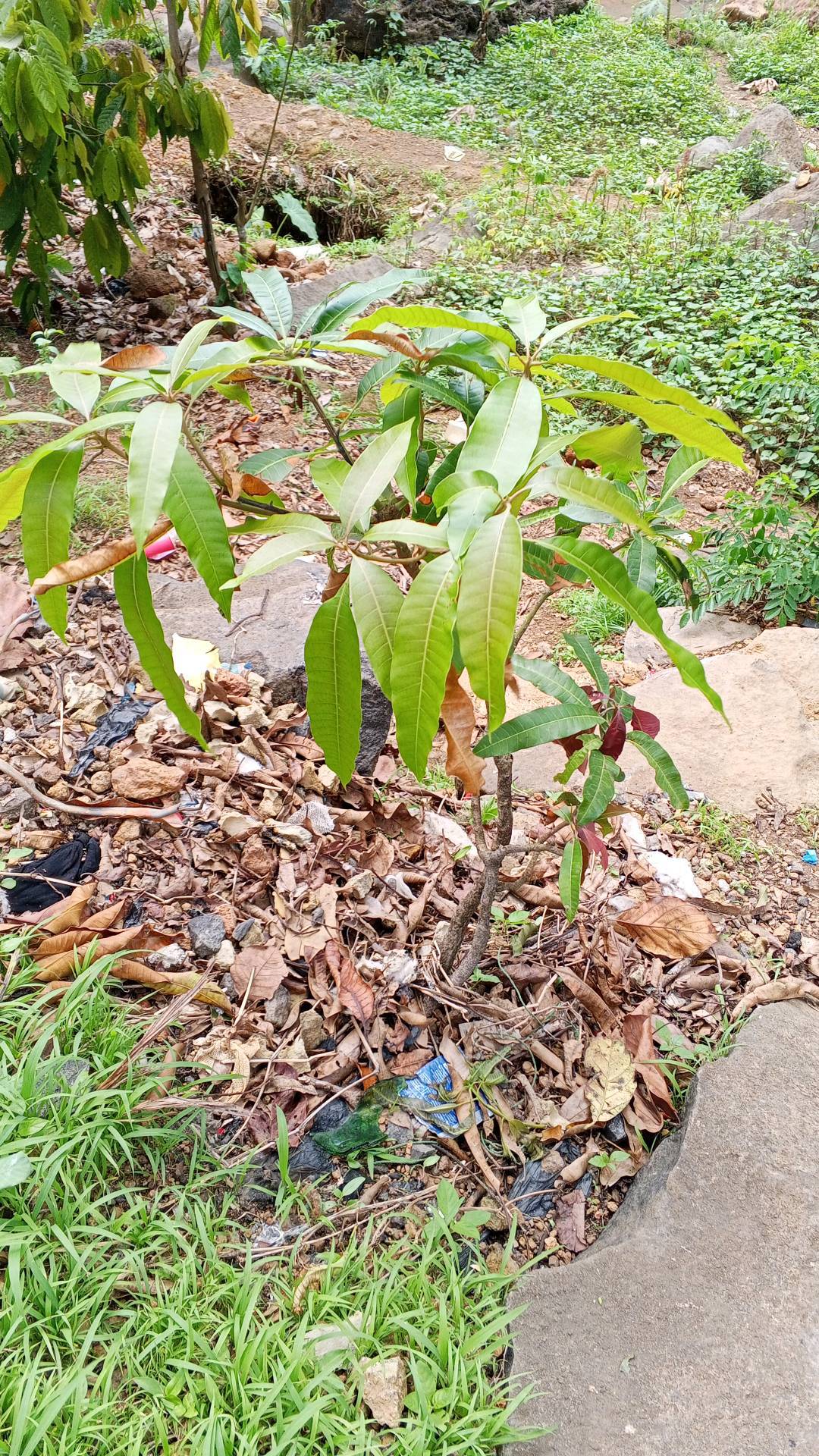 tree