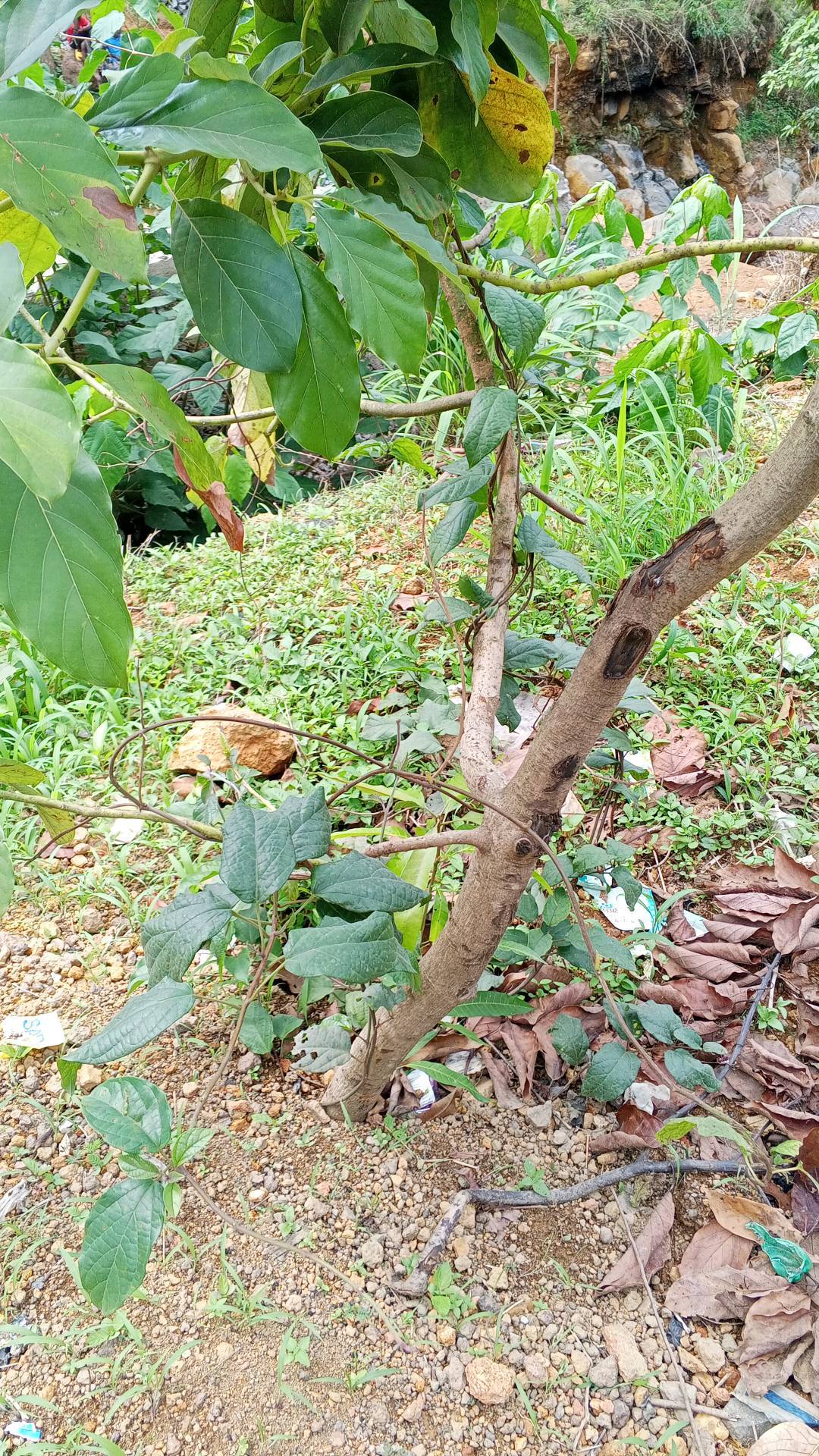 tree