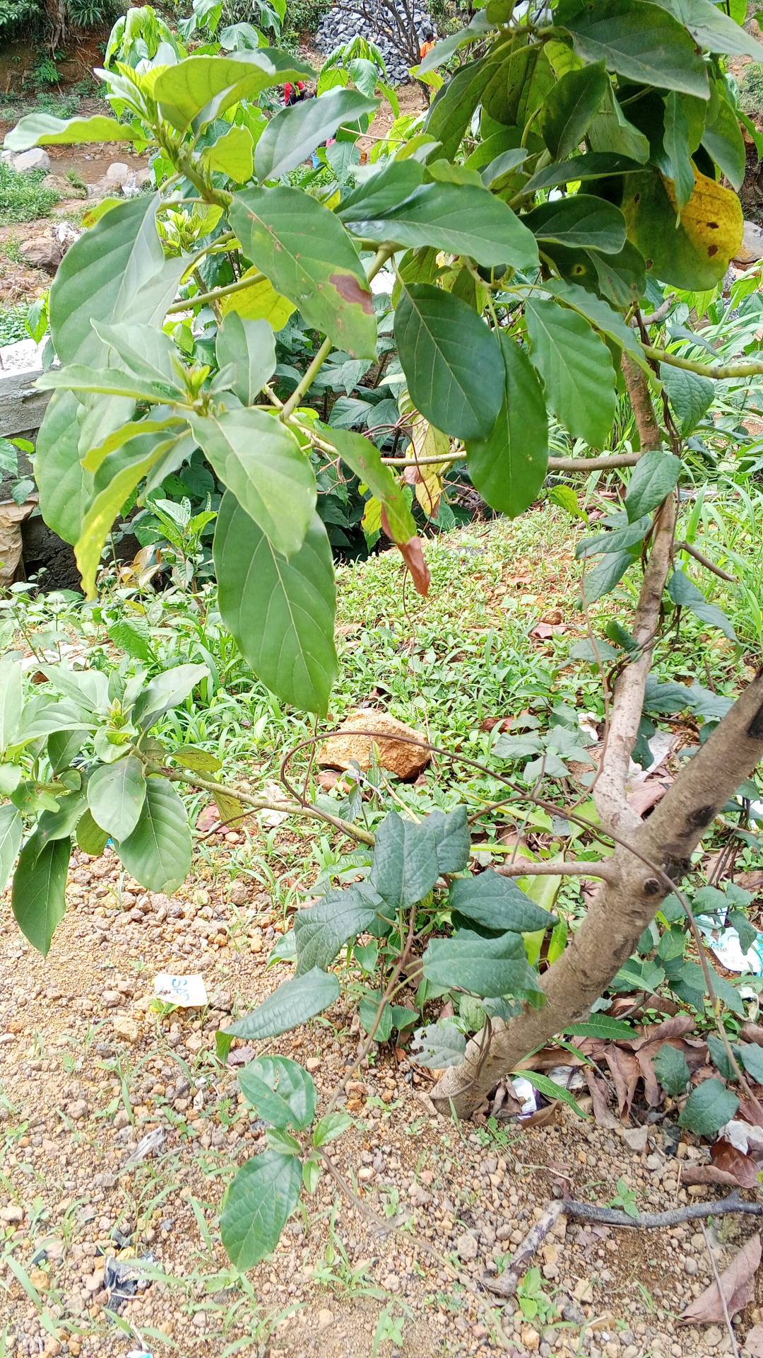 tree