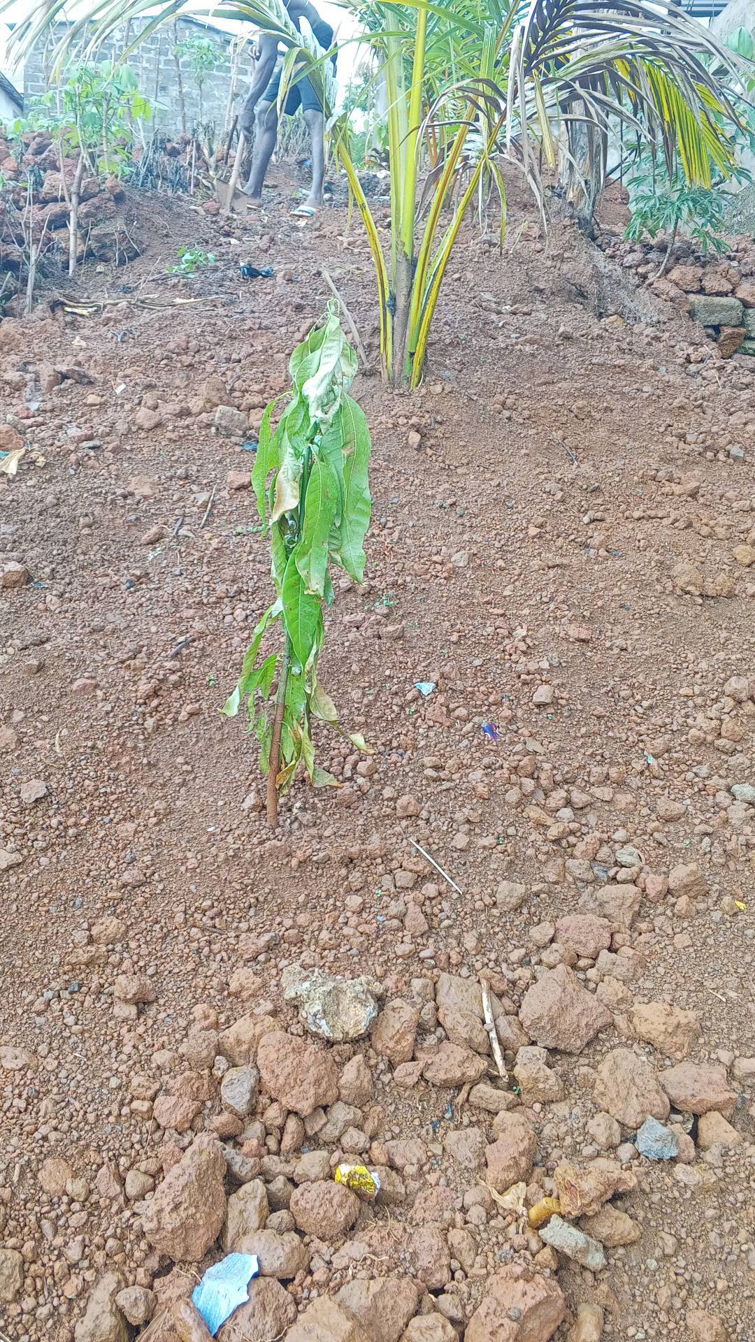 tree
